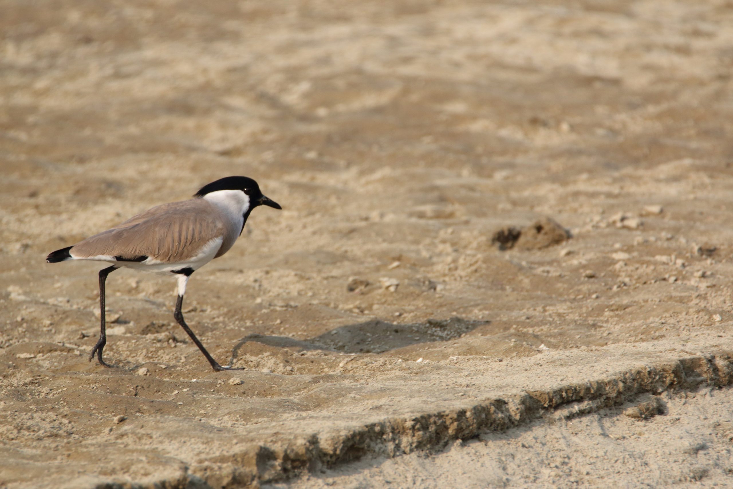 wader walking in a shore