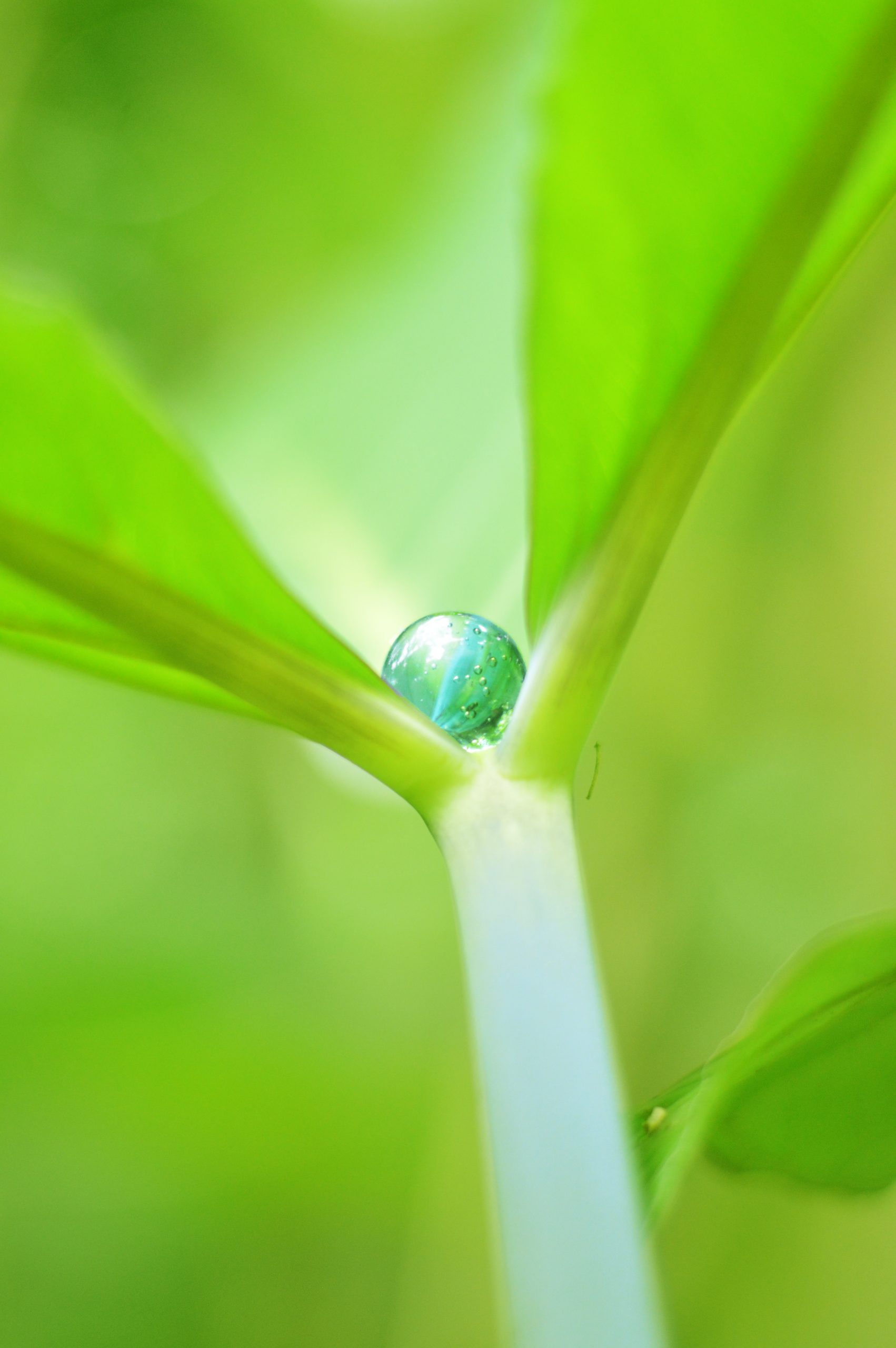 water drop on leaf