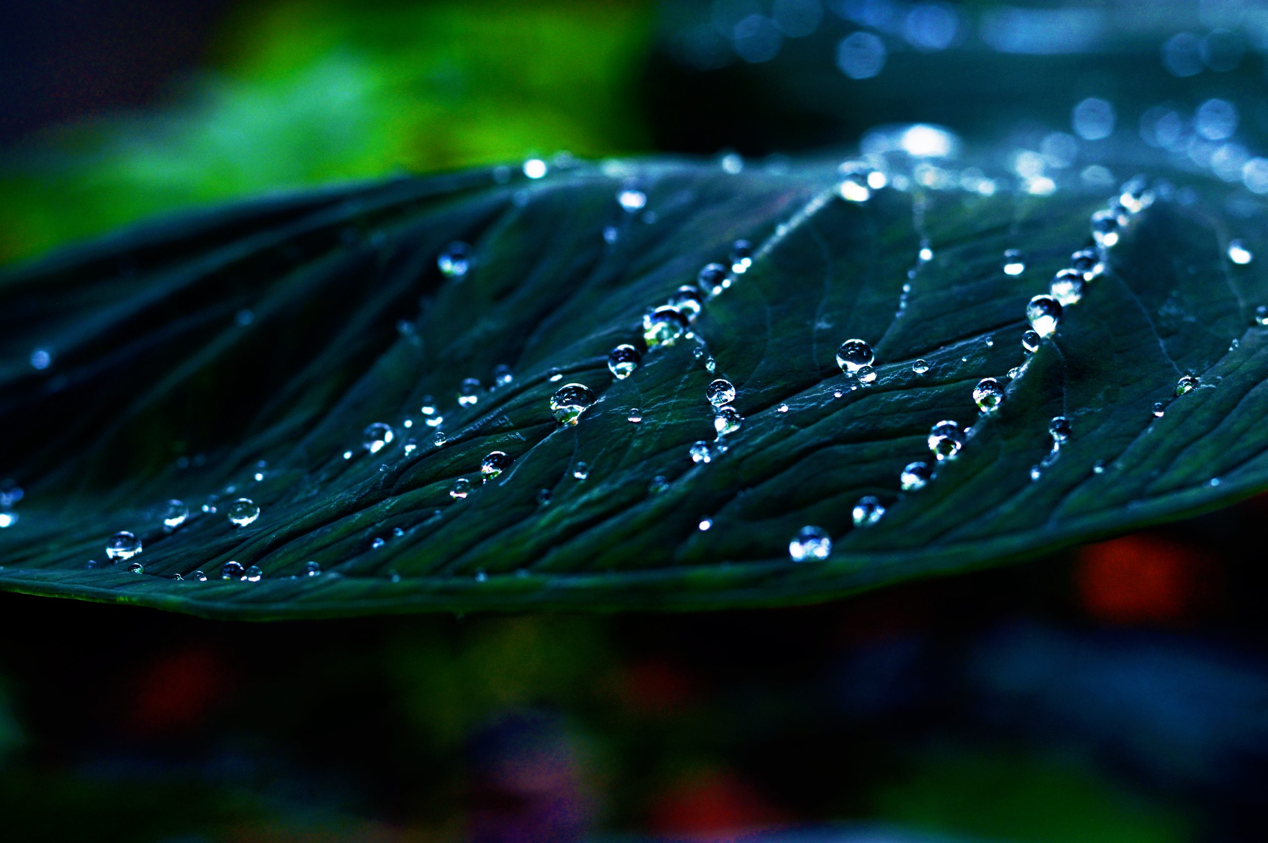 water droplets on leaf