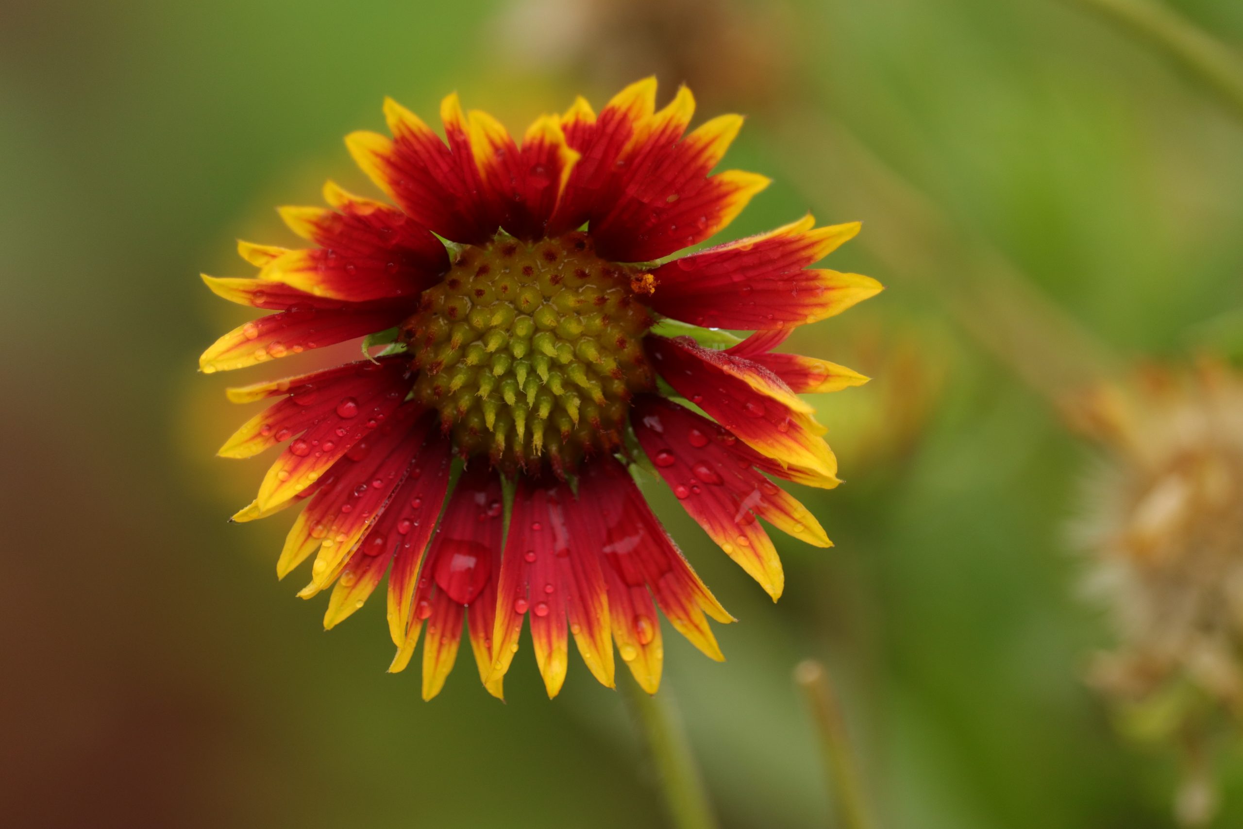 water droplets and petals