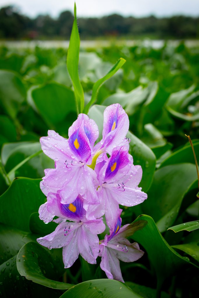 water hyacinth PixaHive