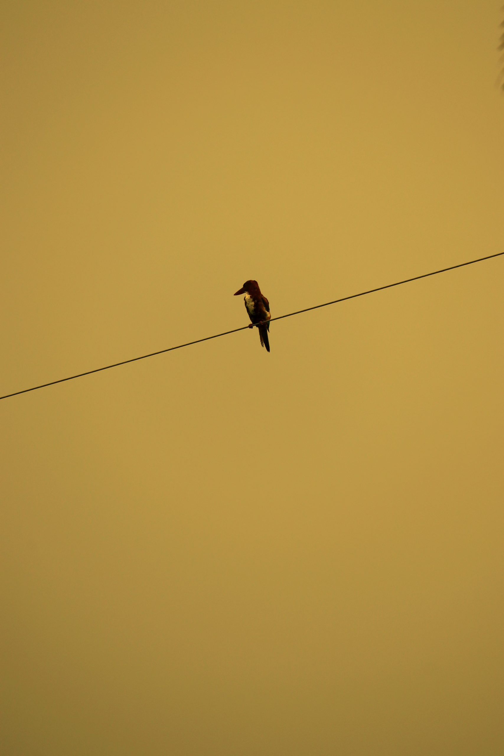 Woodpecker perched on a wire