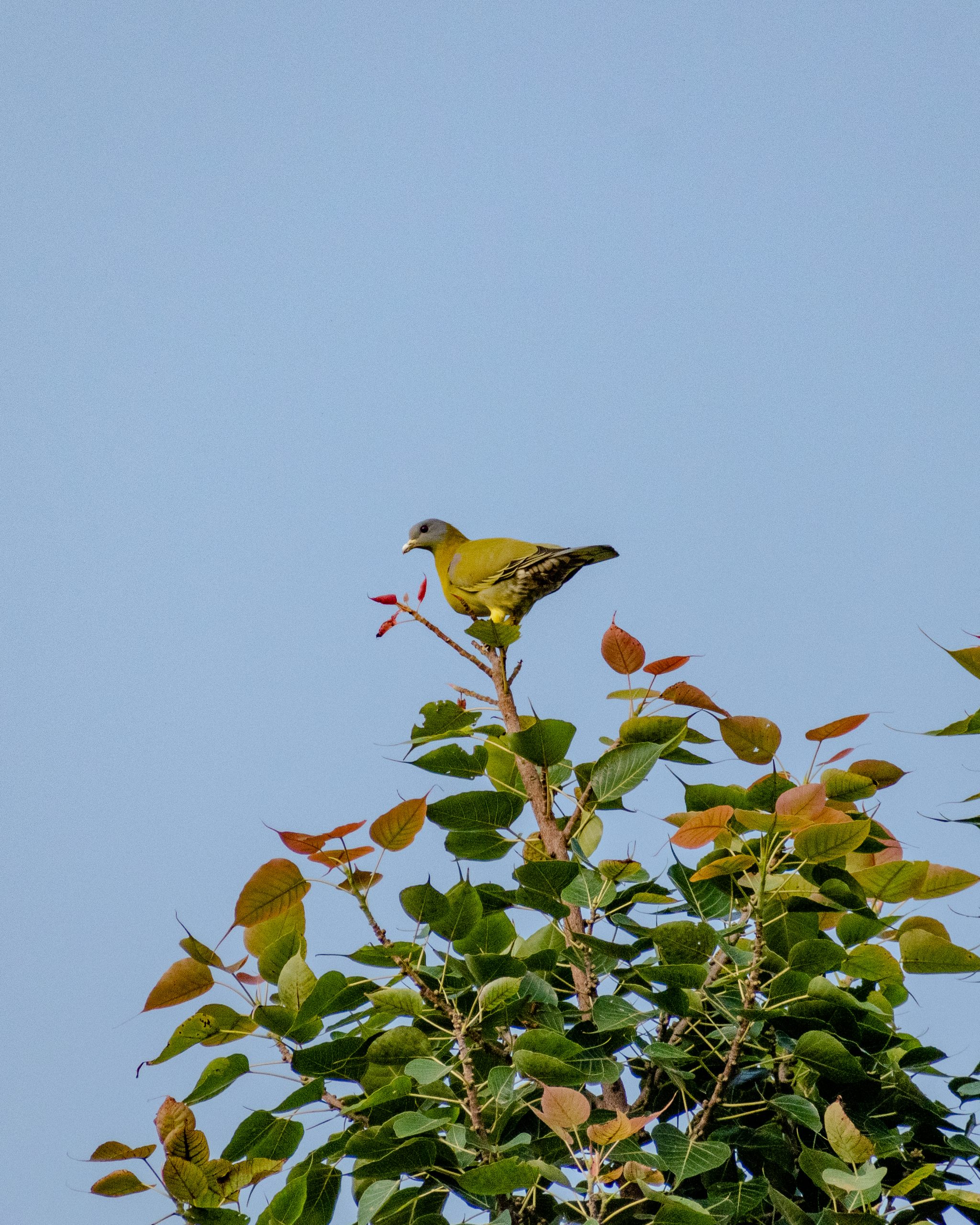 yellow footed green pigeon