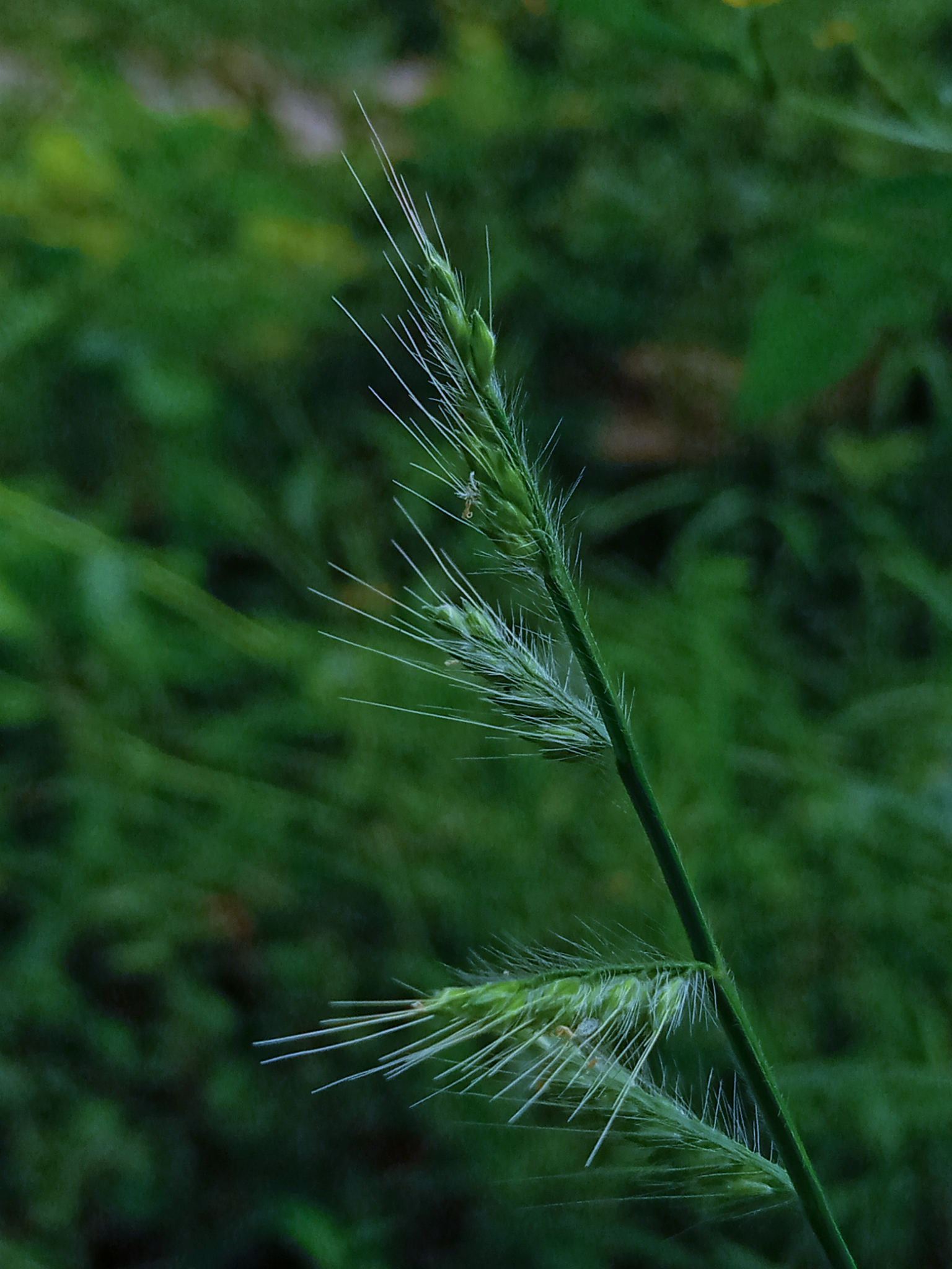 A type of grass plant