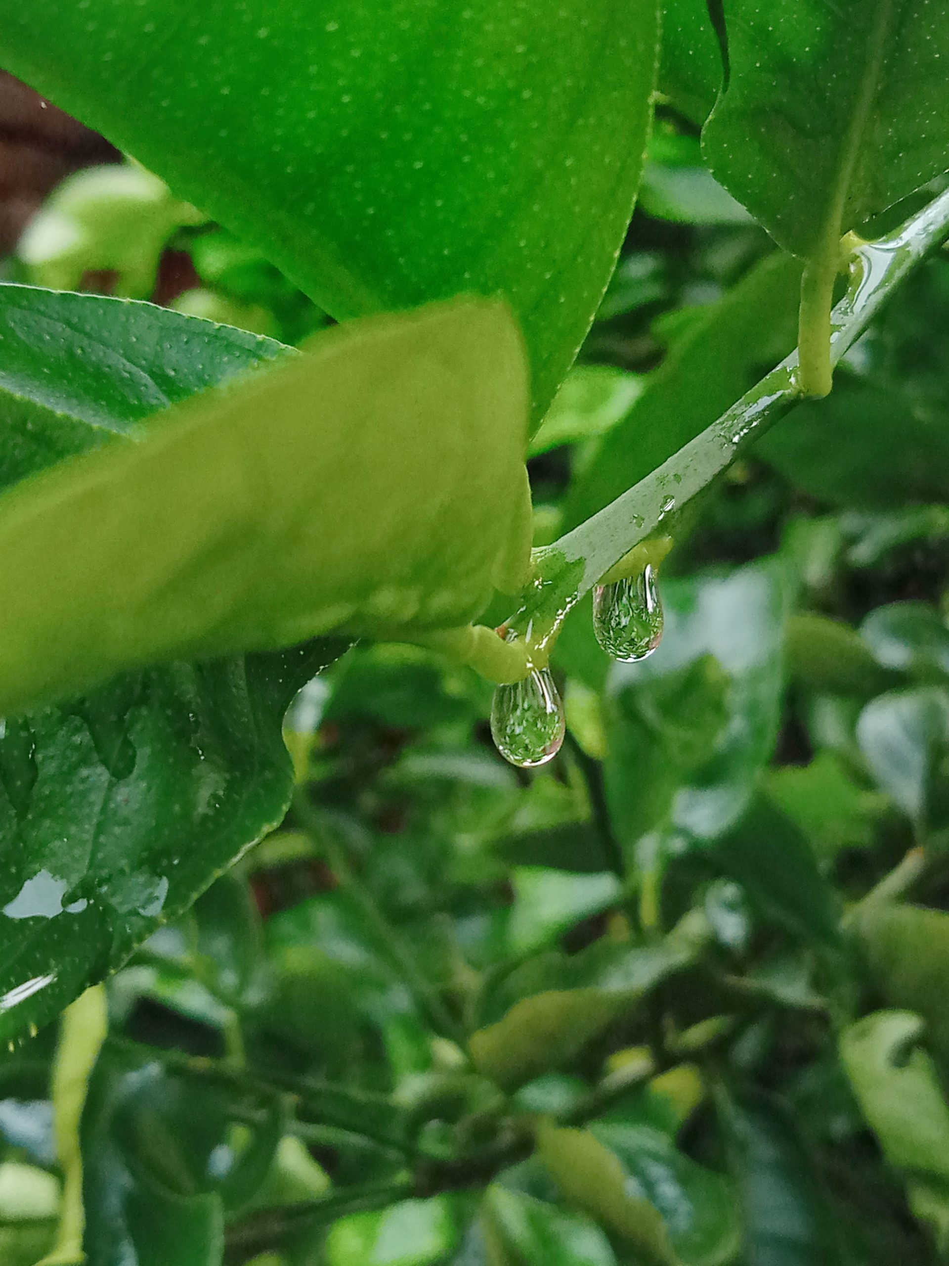 Water Drops on leaf