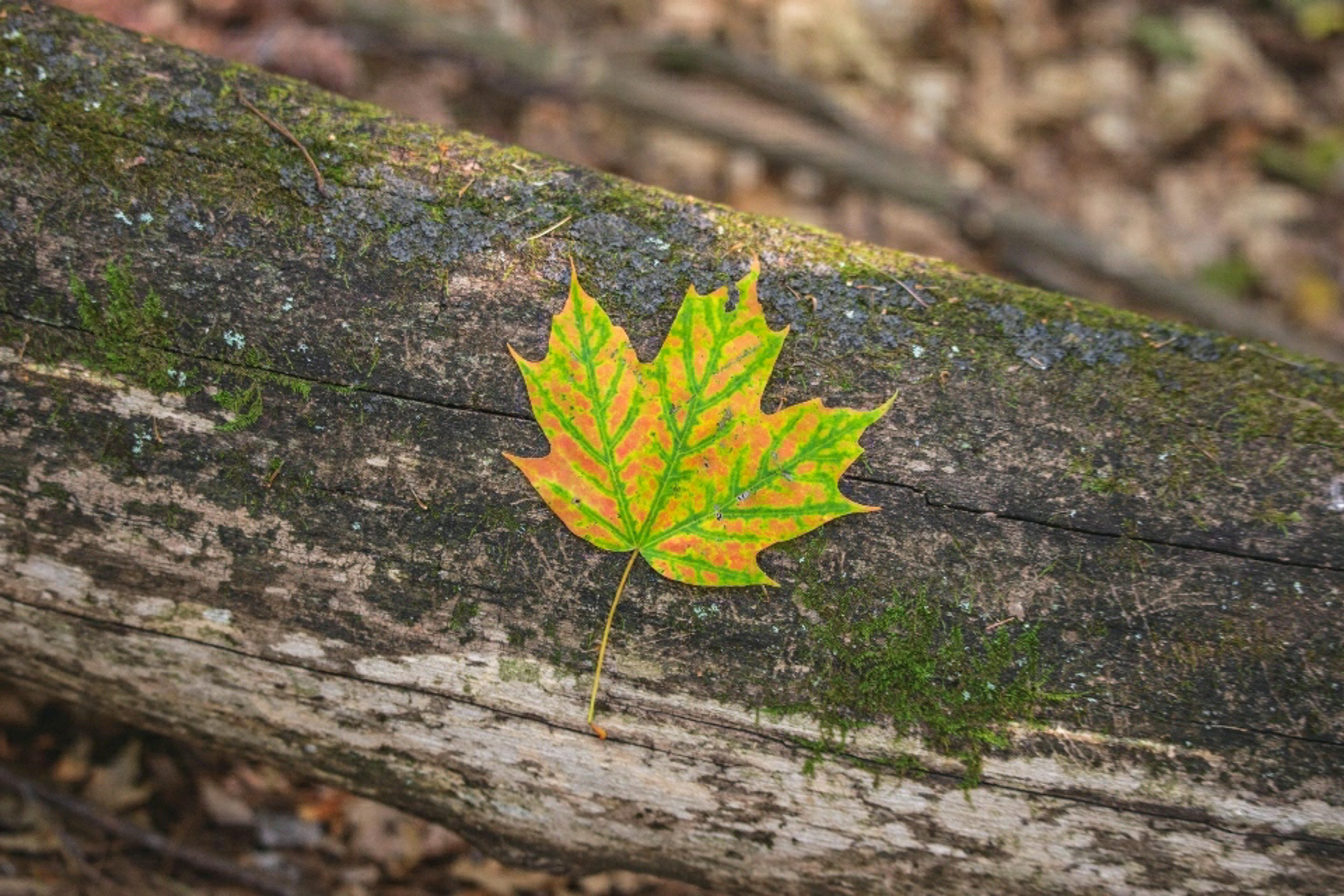 A maple leaf on wood
