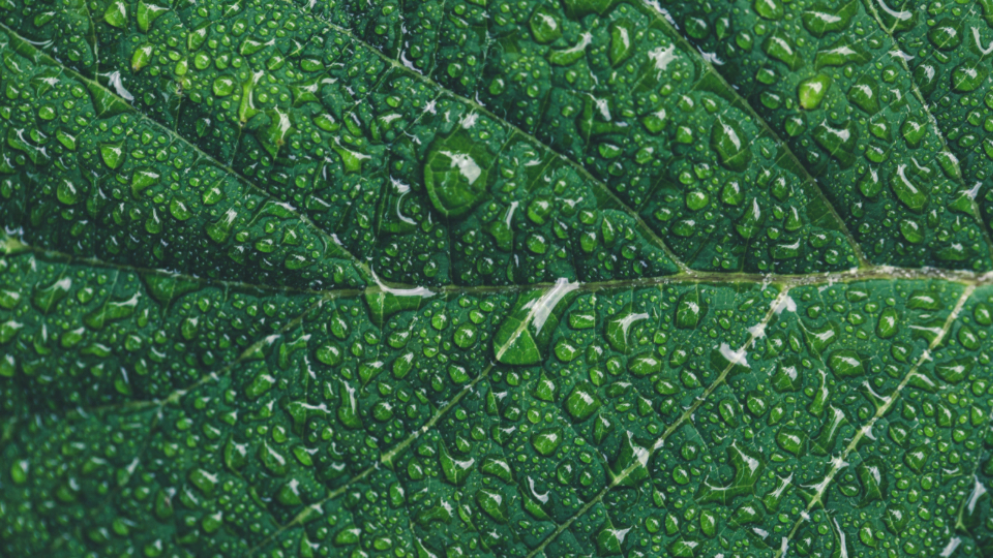 Water Drop on leaf