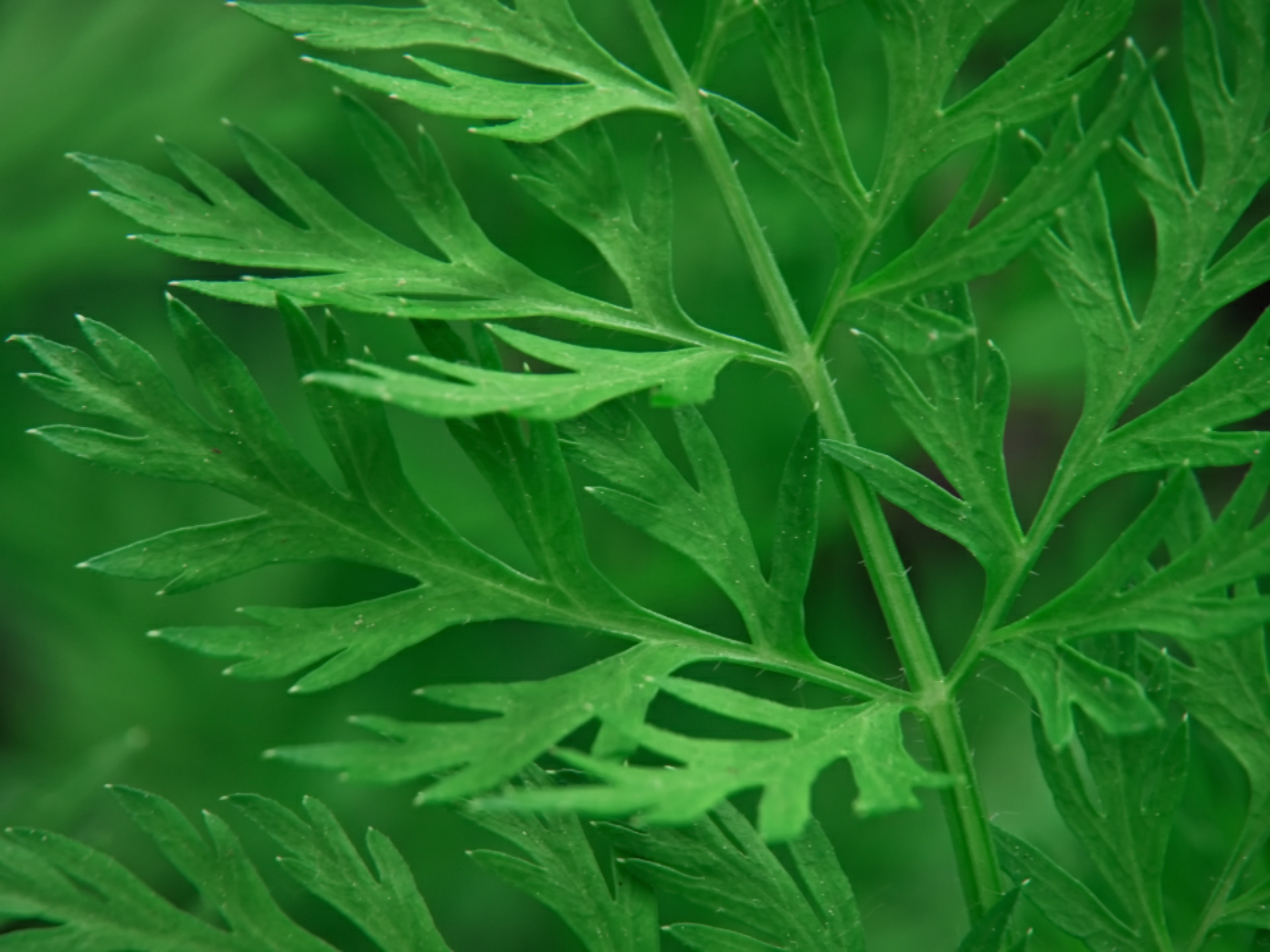 Unique texture of plant leaves