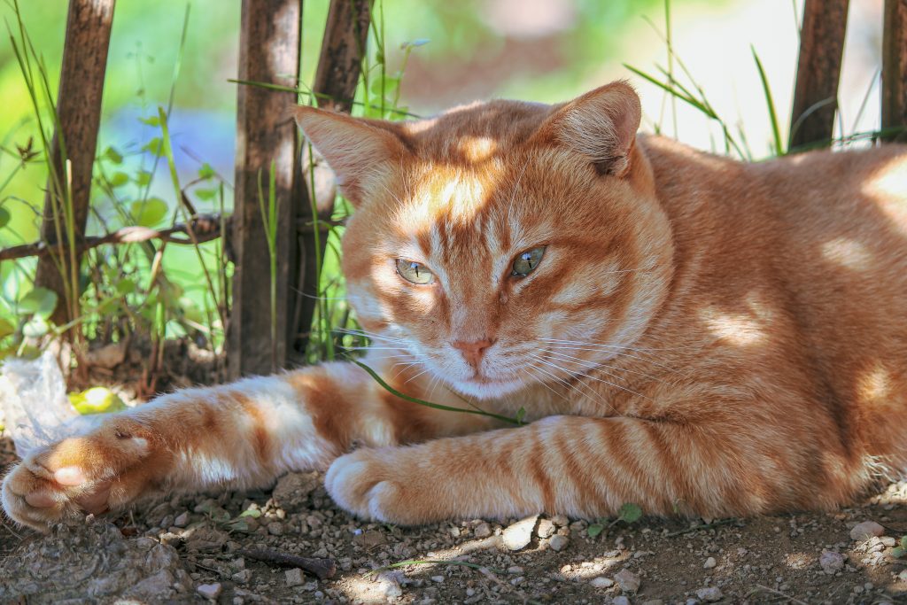 A Ginger Cat - PixaHive