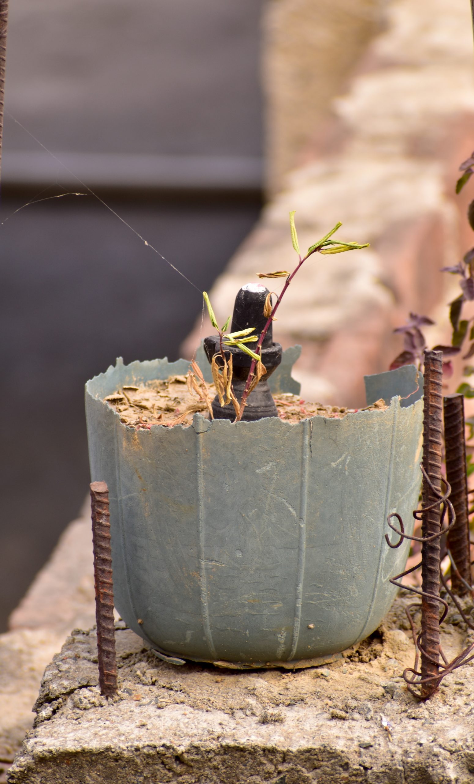 A Lingam in a pot