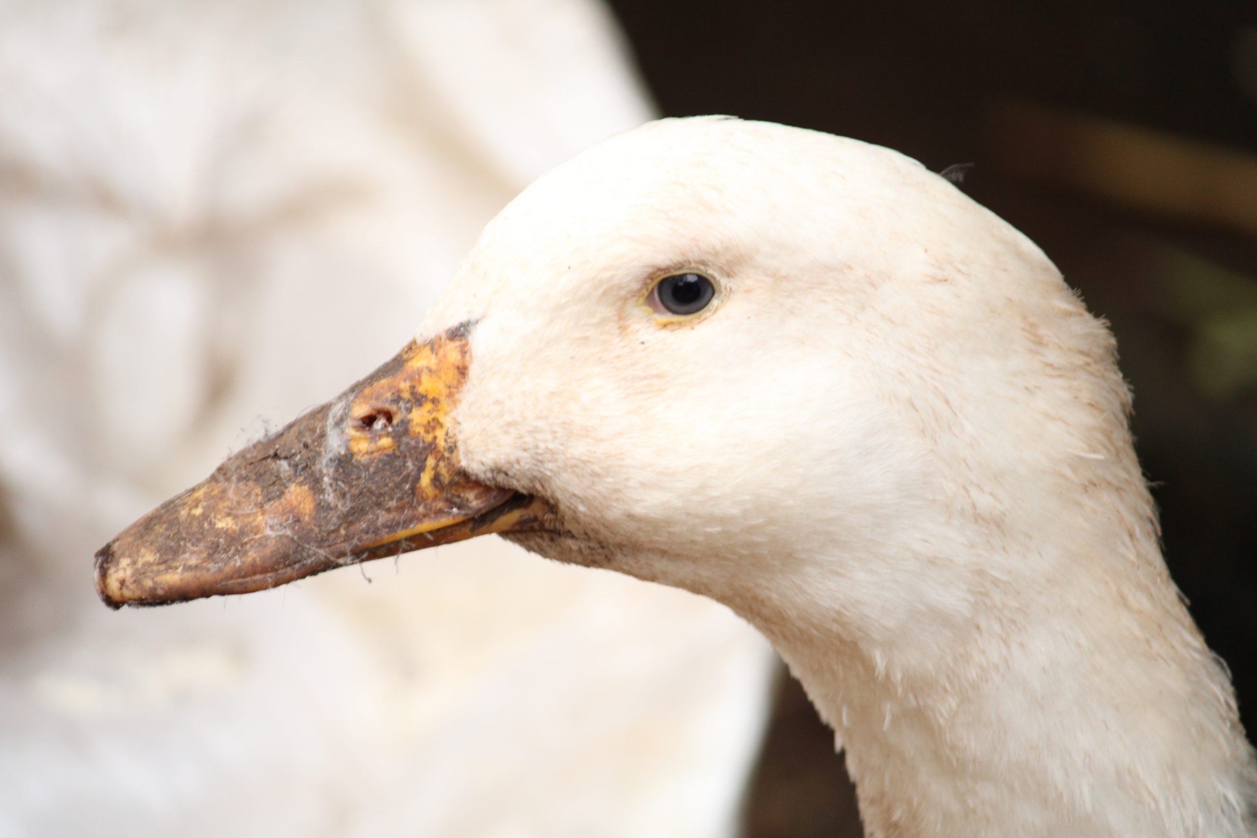 A beautiful duck