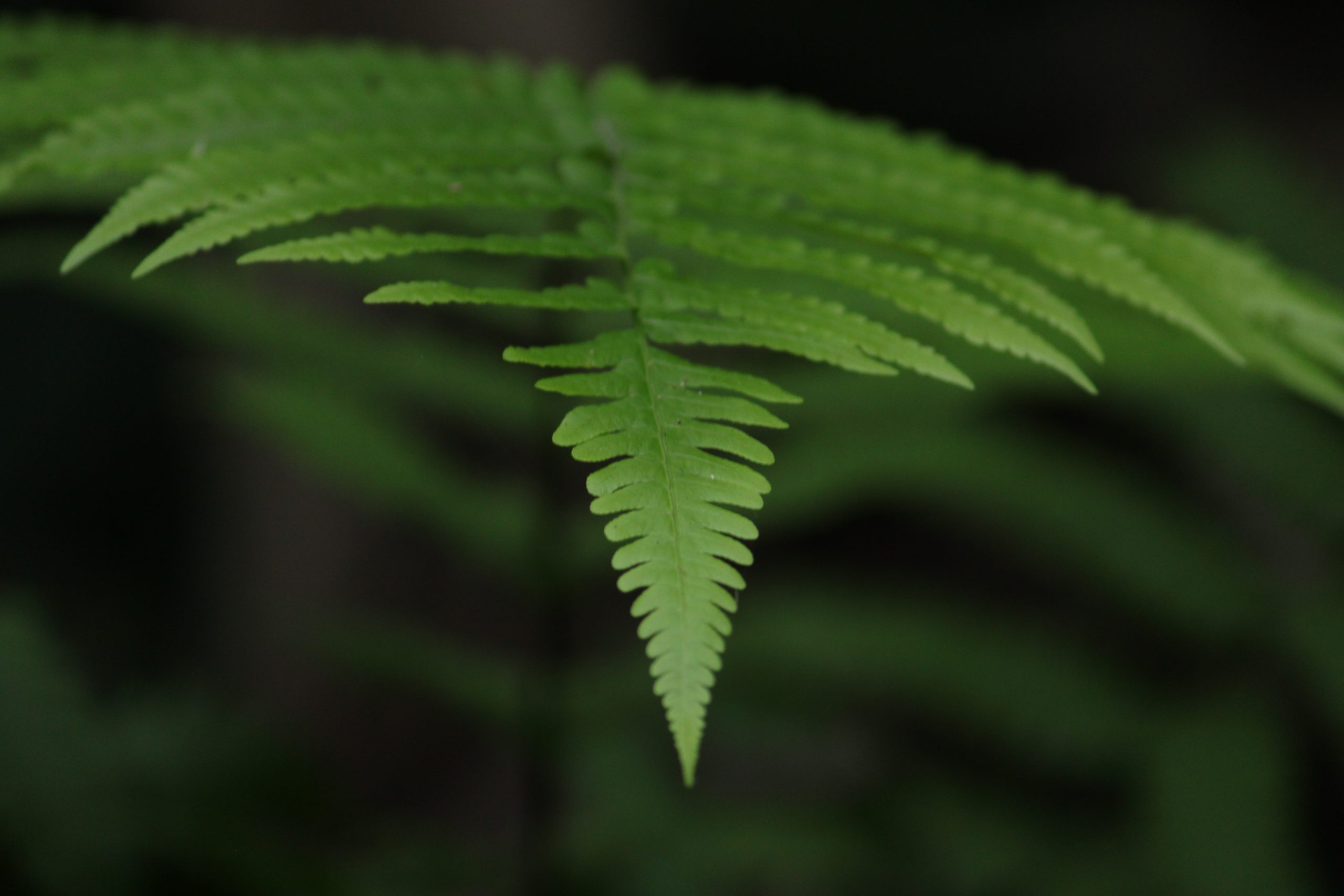 A beautiful fern leaf