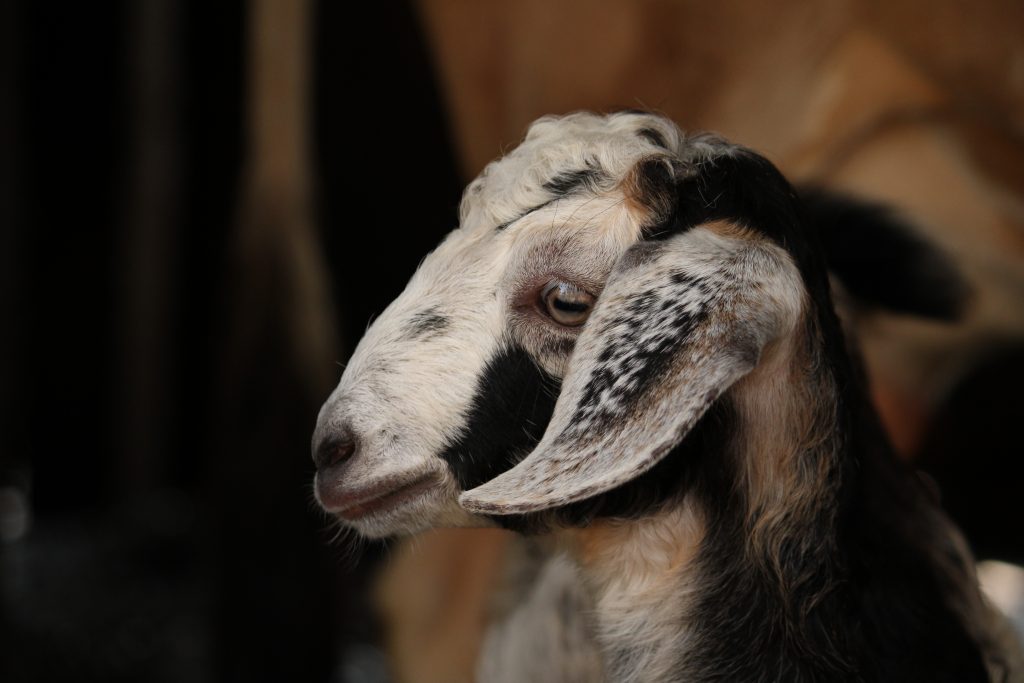 A beautiful goat. - PixaHive