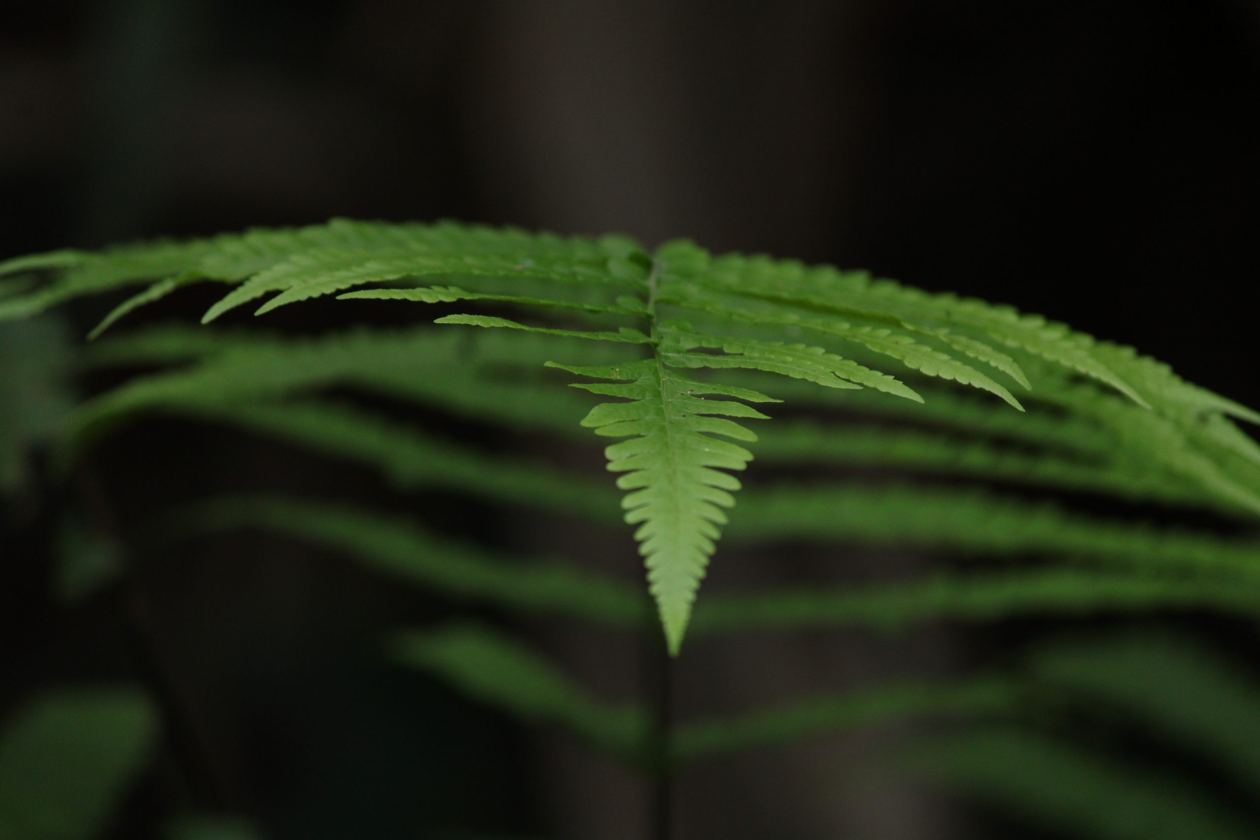 closeup of a leaf