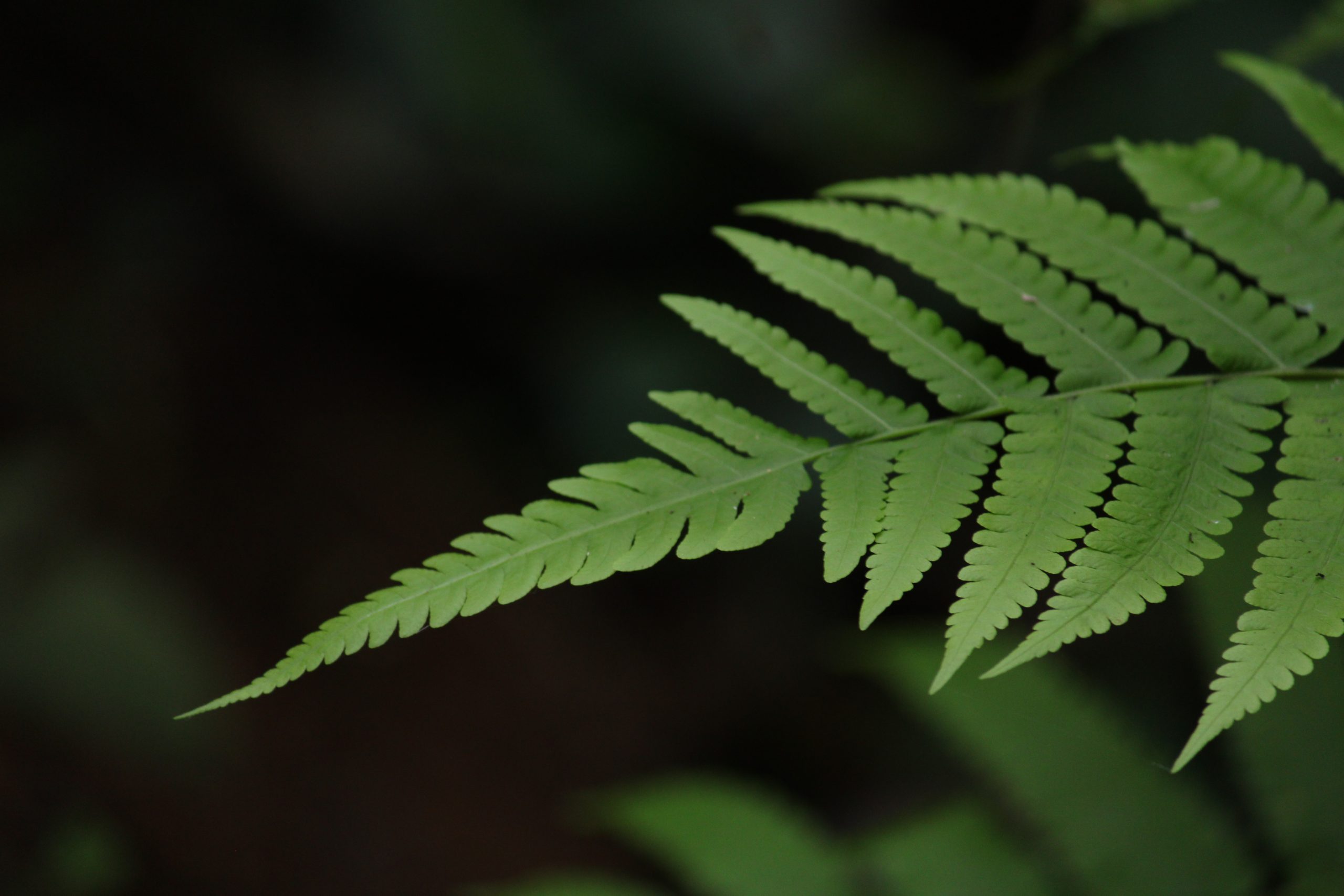 leaf close-up