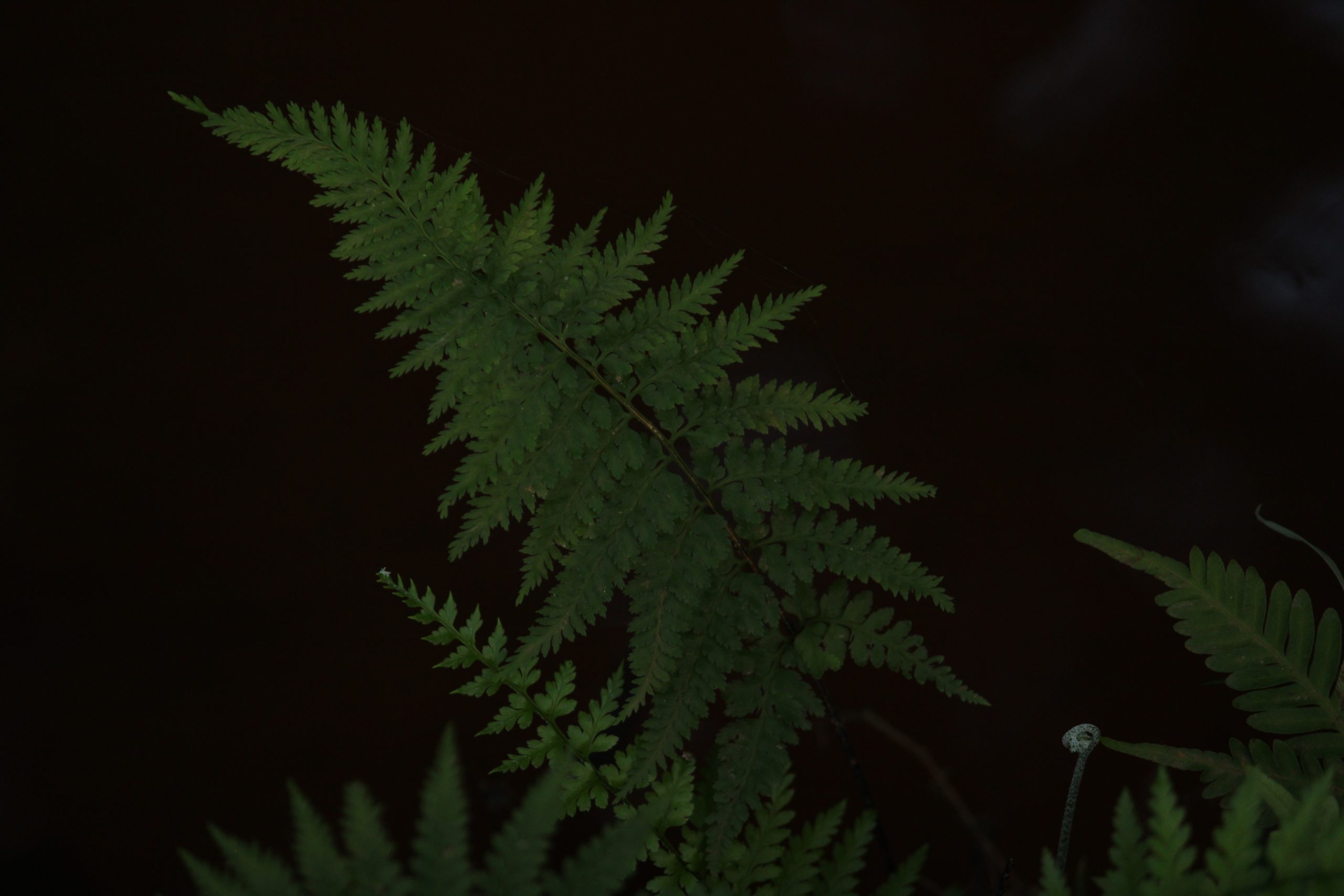 Fern leaves in darkness