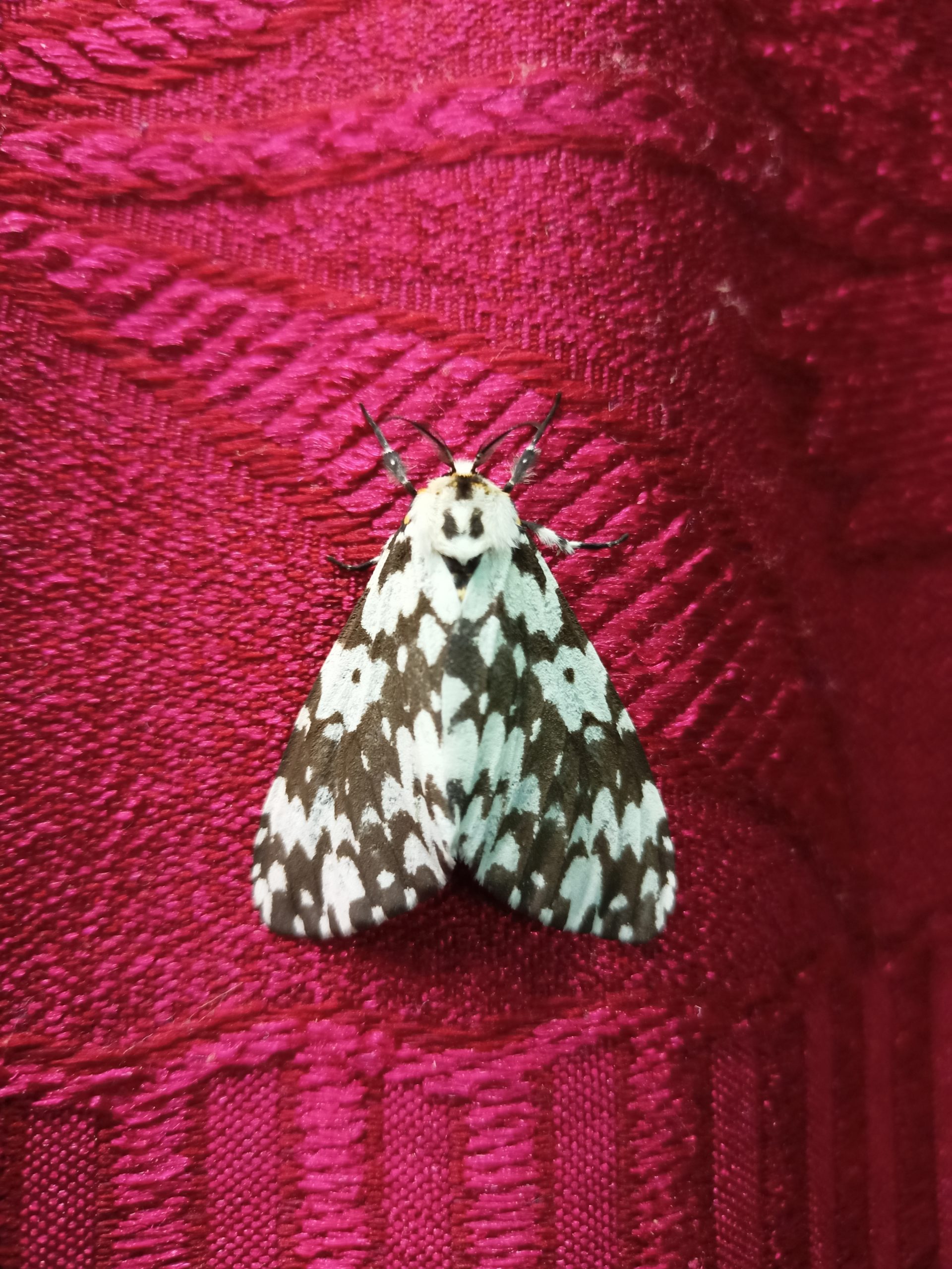 Moth