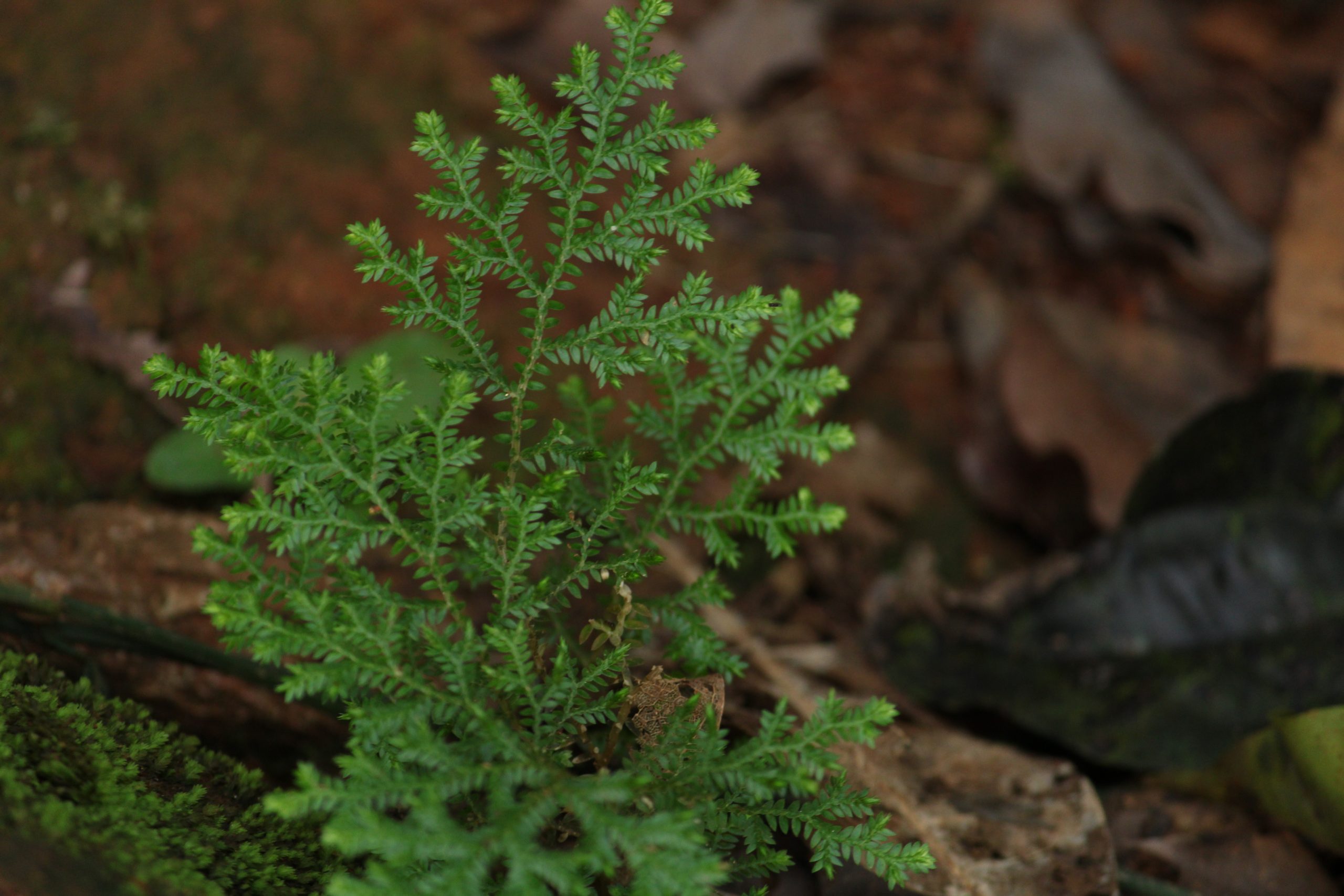 A beautiful plant