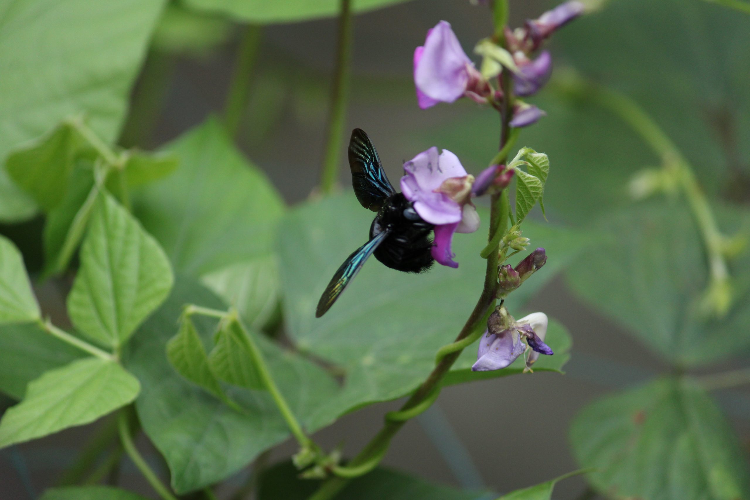 Bee on flower