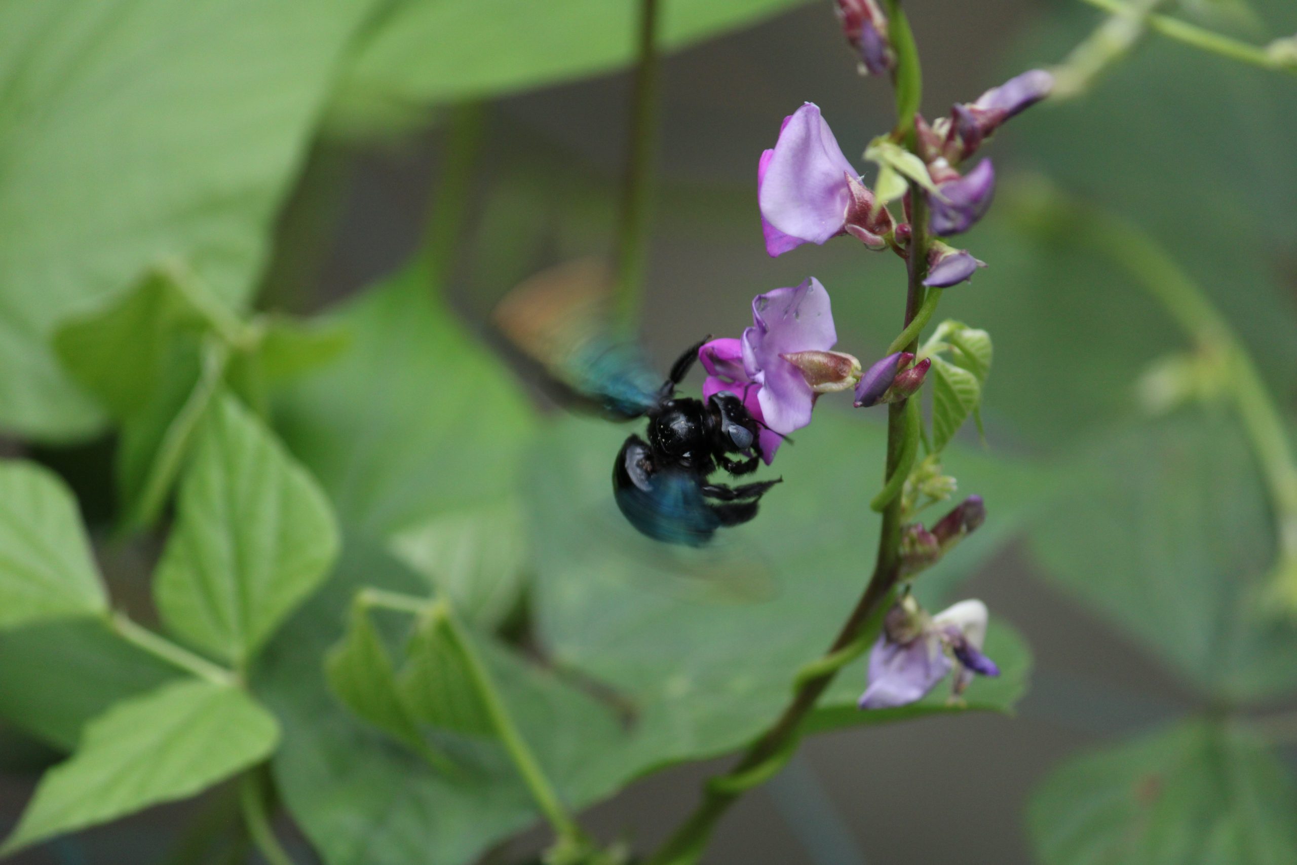 bee on flower