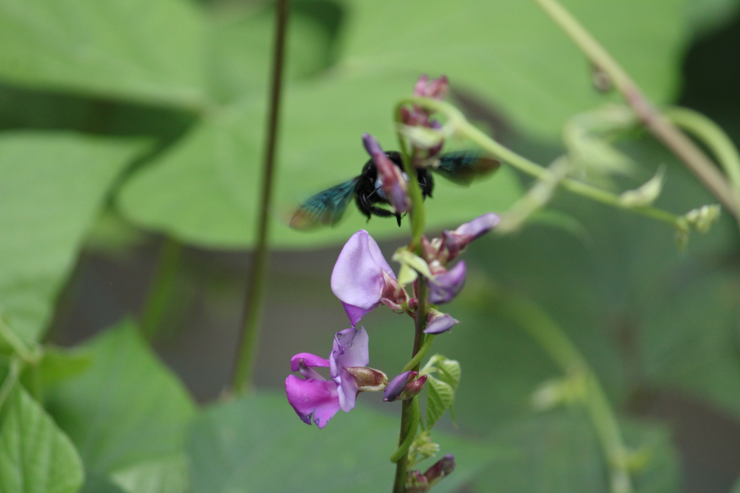 Wild Flower