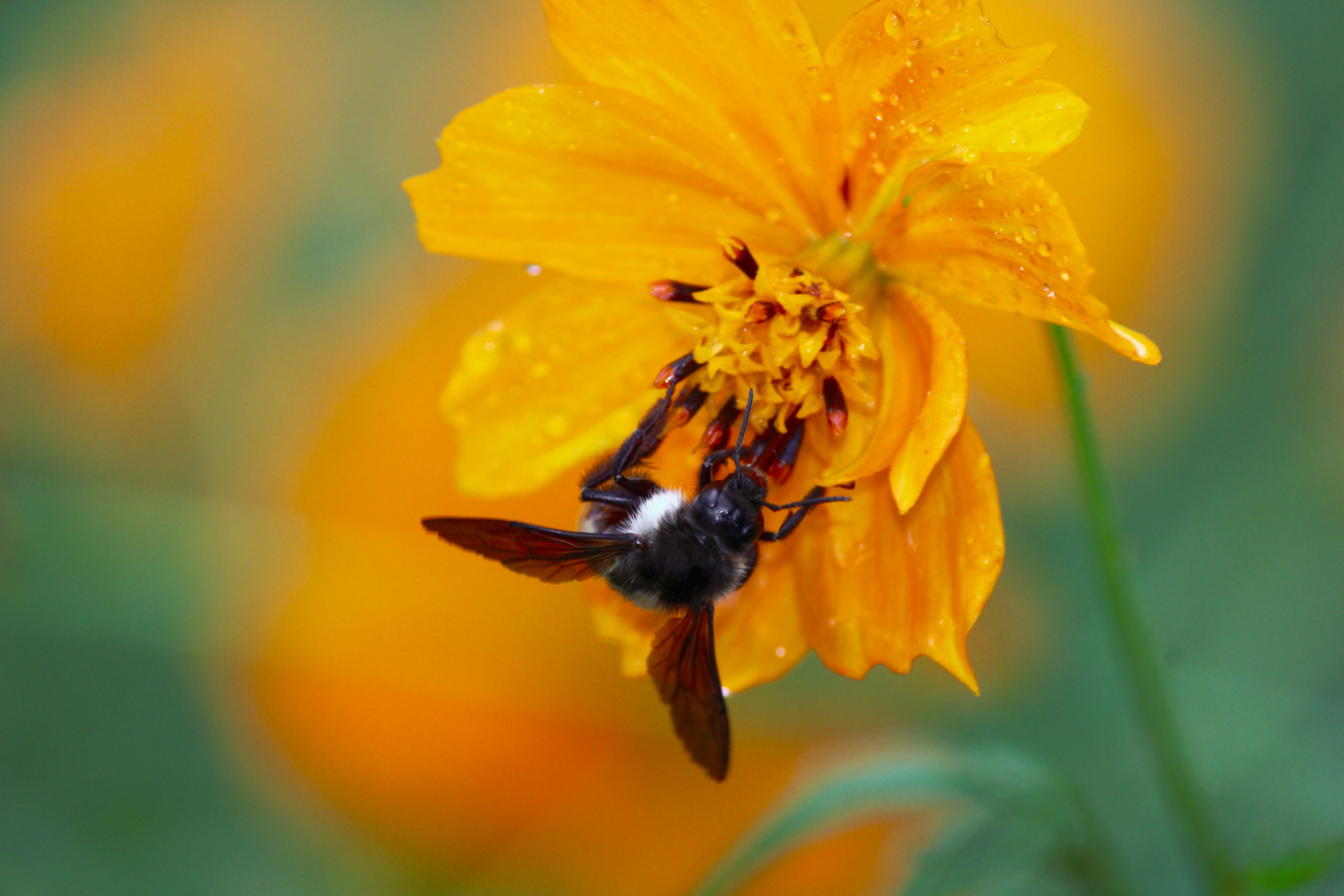 bee sucking nectar from flower
