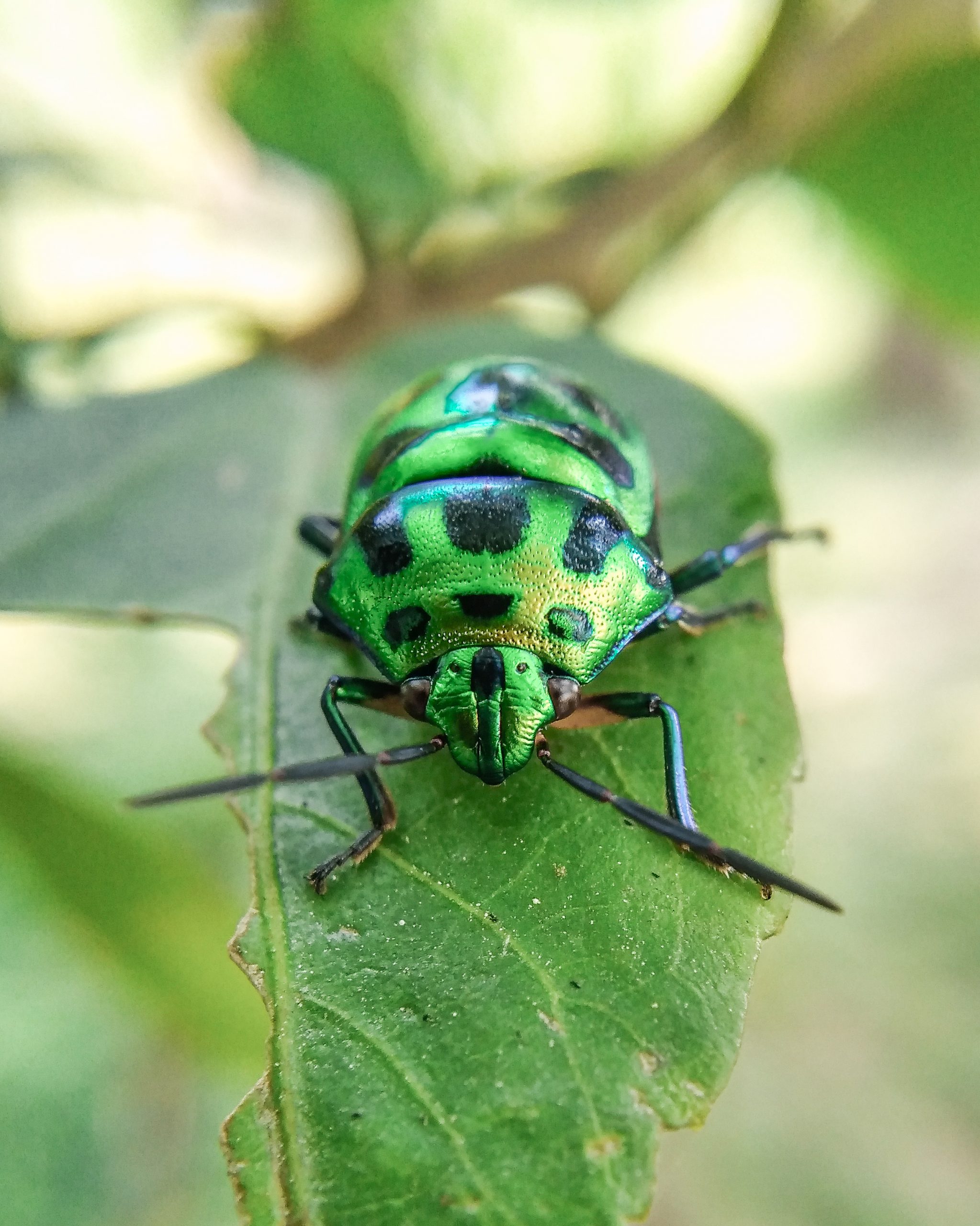 A beetle bug on a leaf