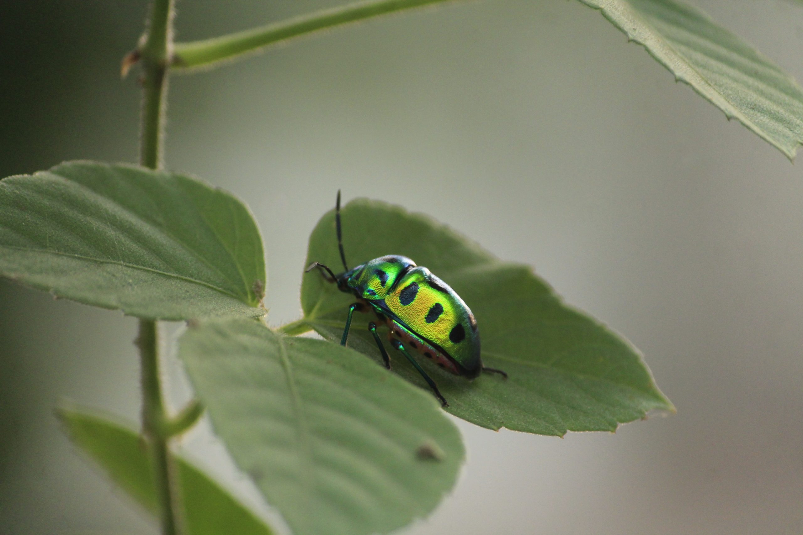 A beetle on a leaf