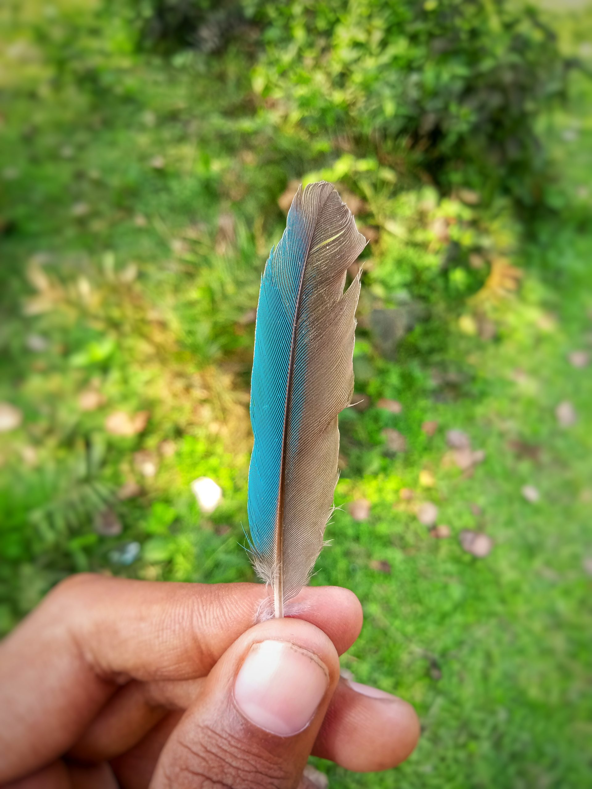 A bird, feather in hand