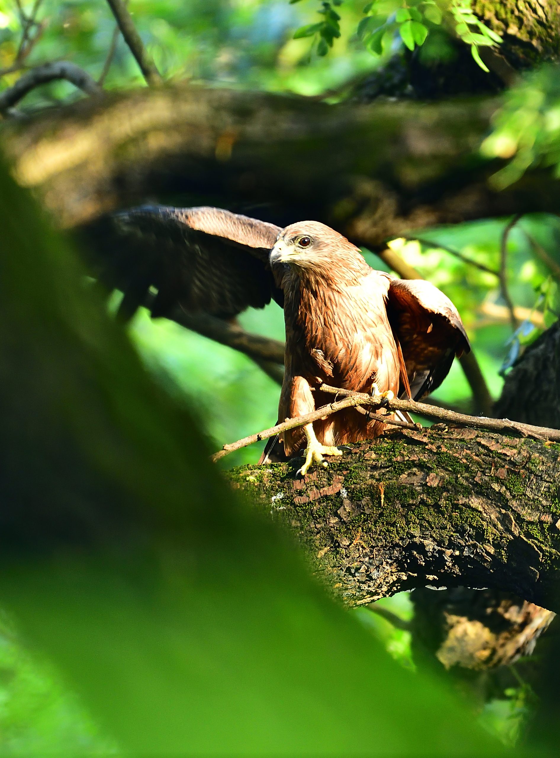 A bird making nest with twigs