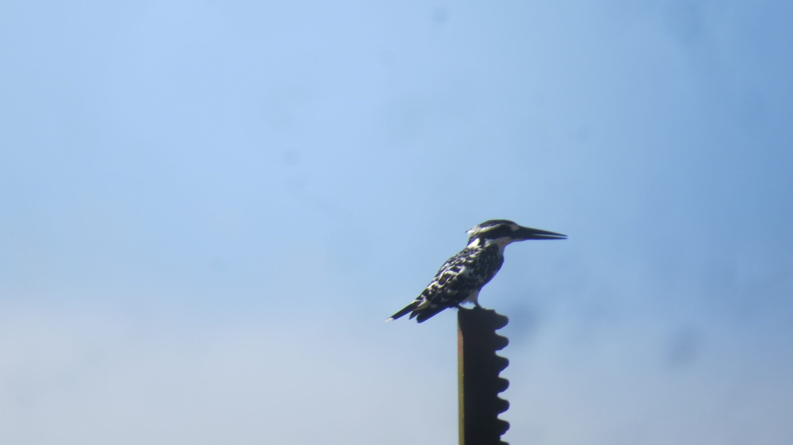 A bird on a pole