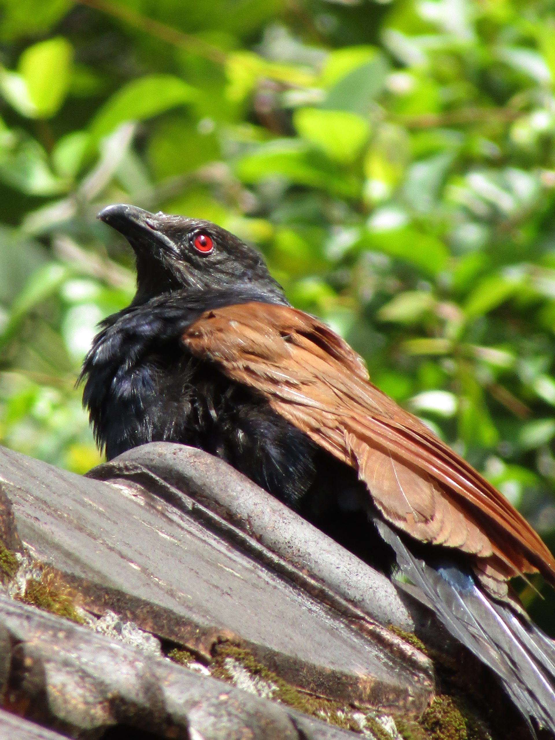 A bird on a rock