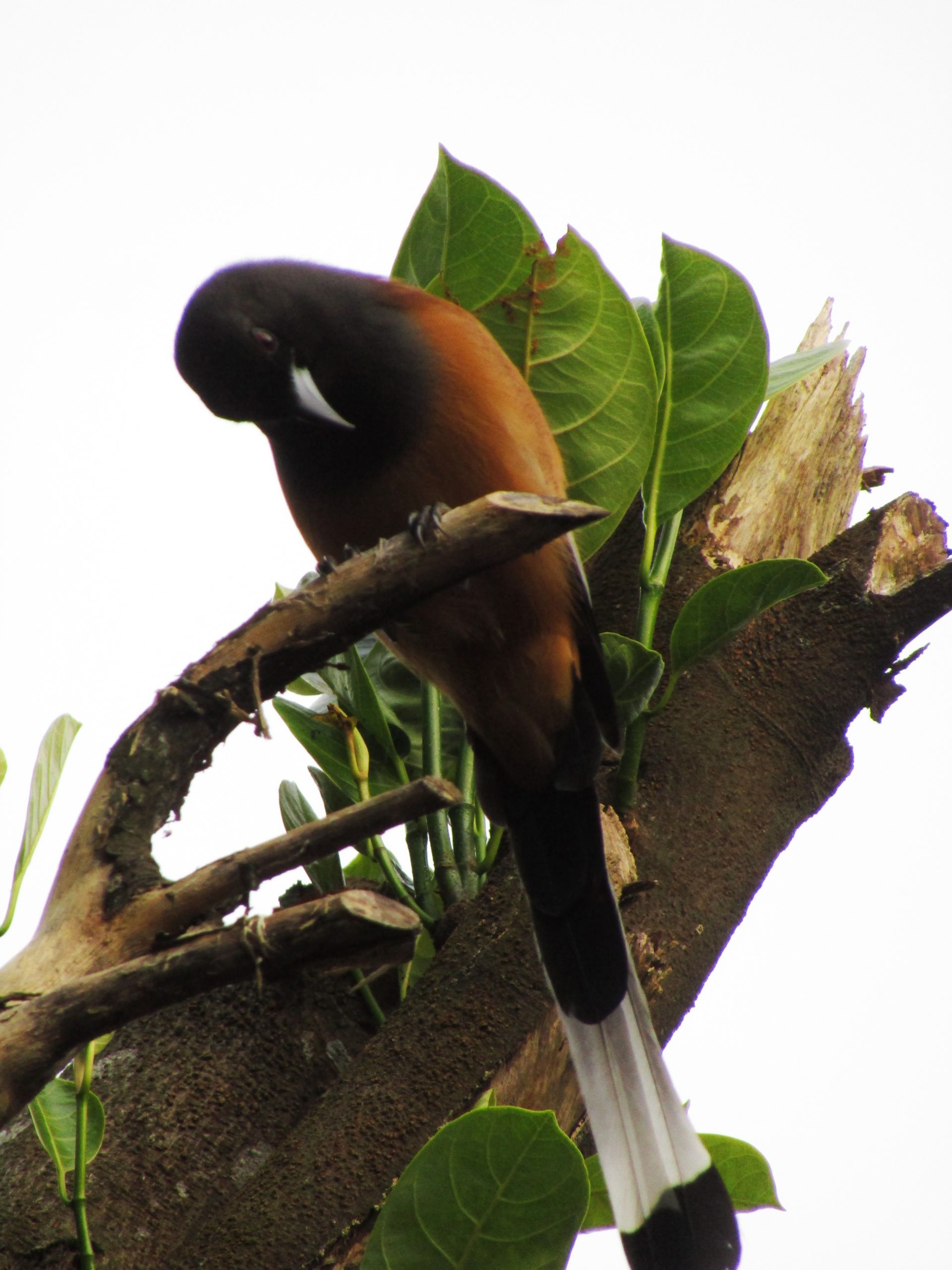 A bird on a tree