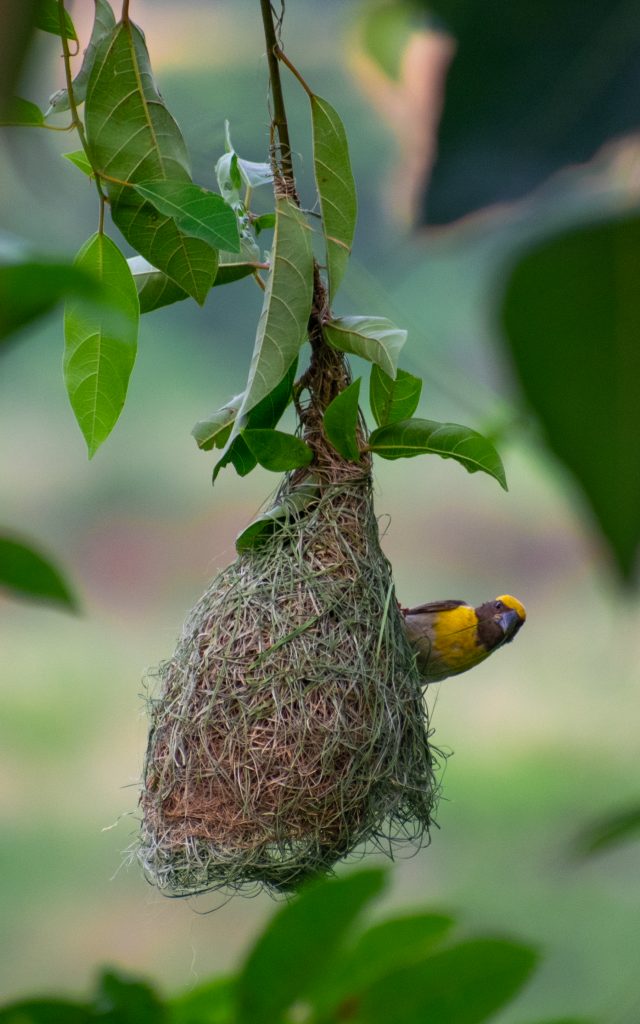 A bird on its nest - Free Image by Suraj on PixaHive.com