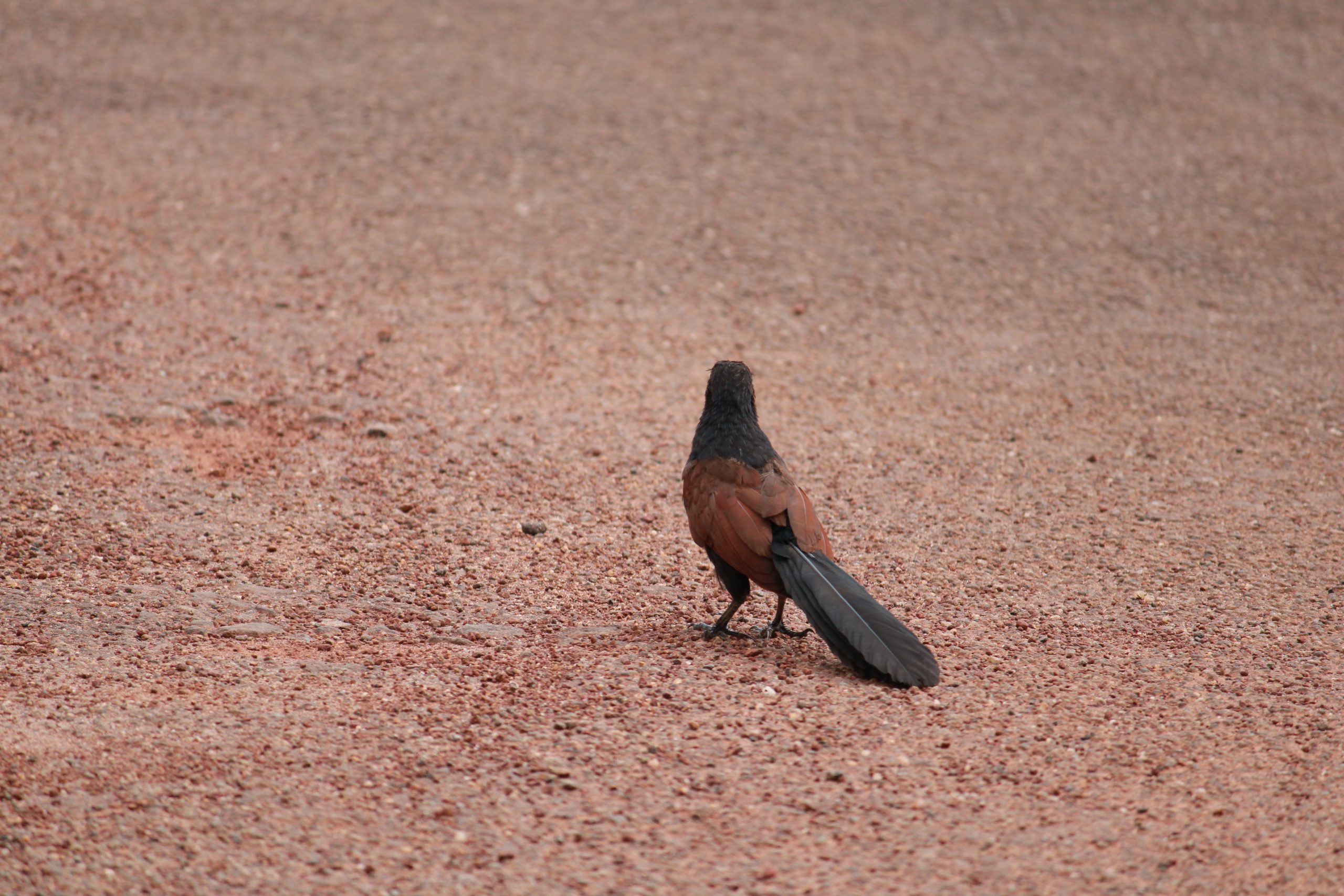 bird on a road