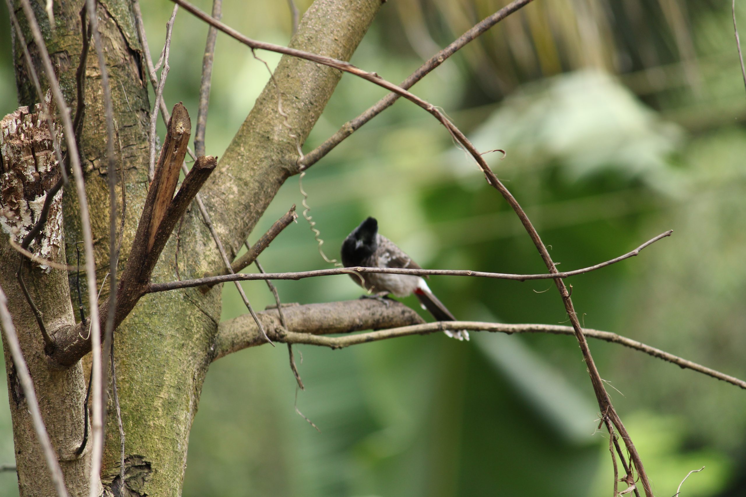 Bird & Tree