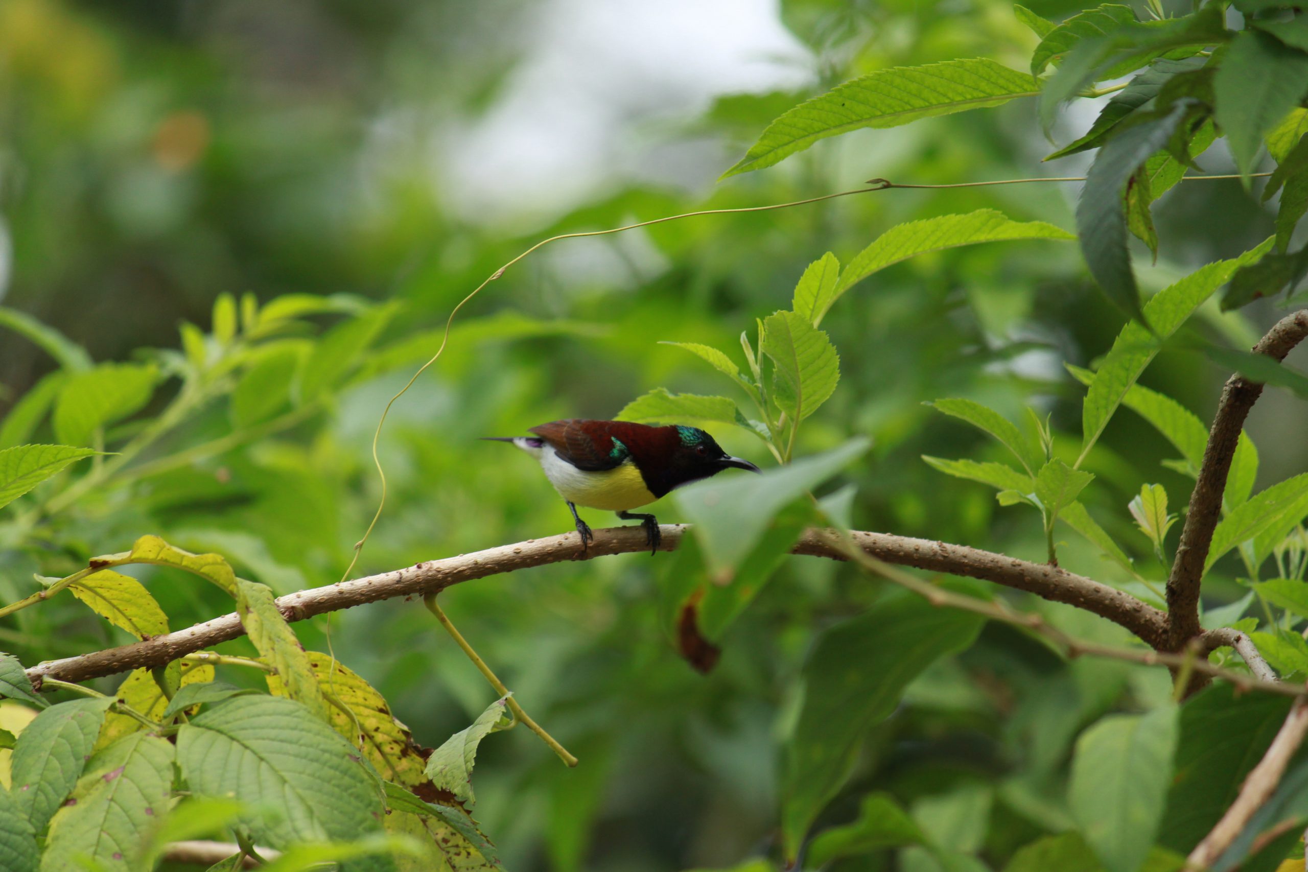 bird on a branch