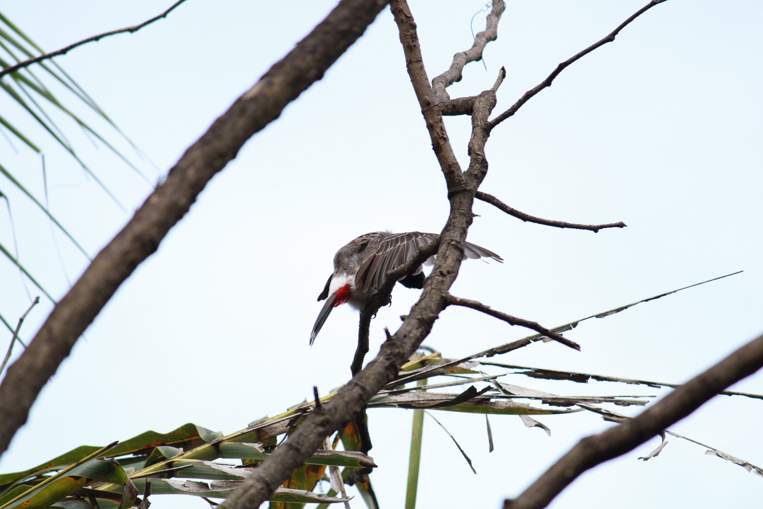 Bird Sitting on tree