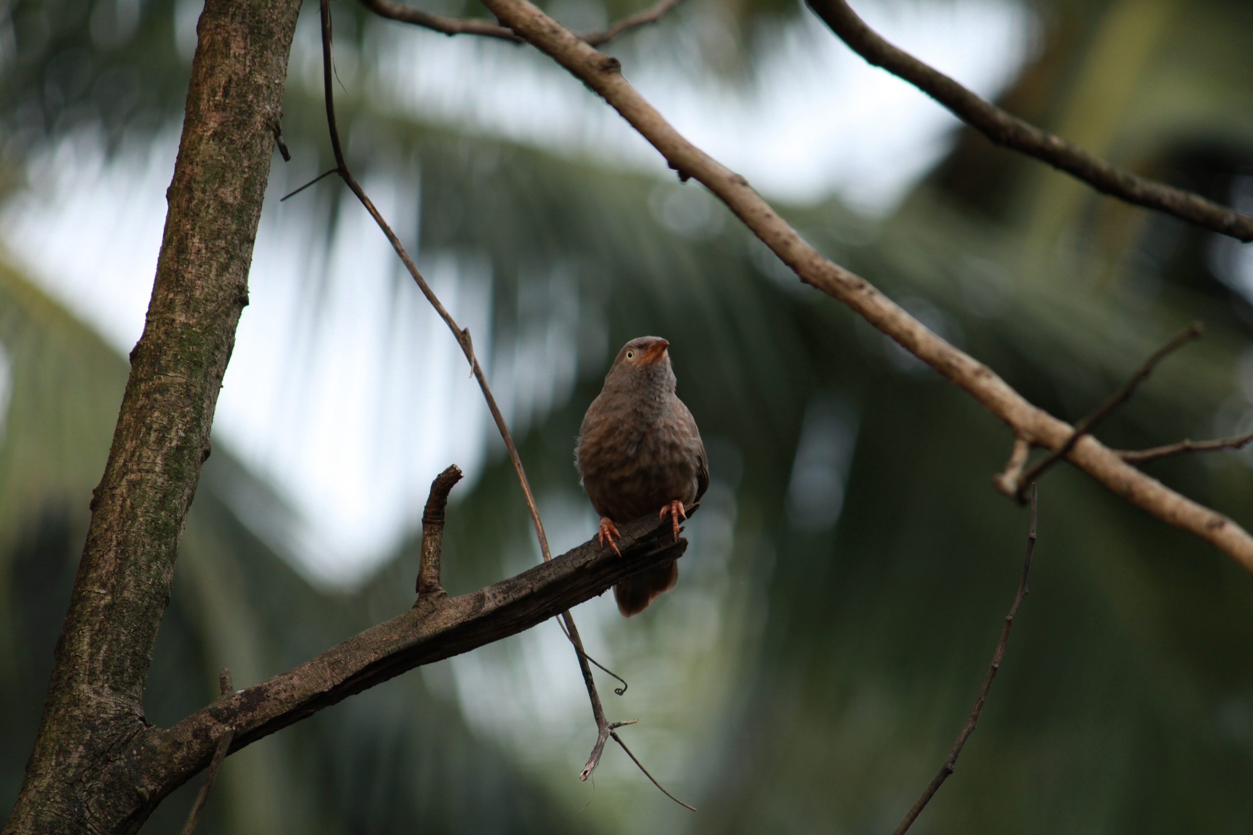 Bird Sitting on tree