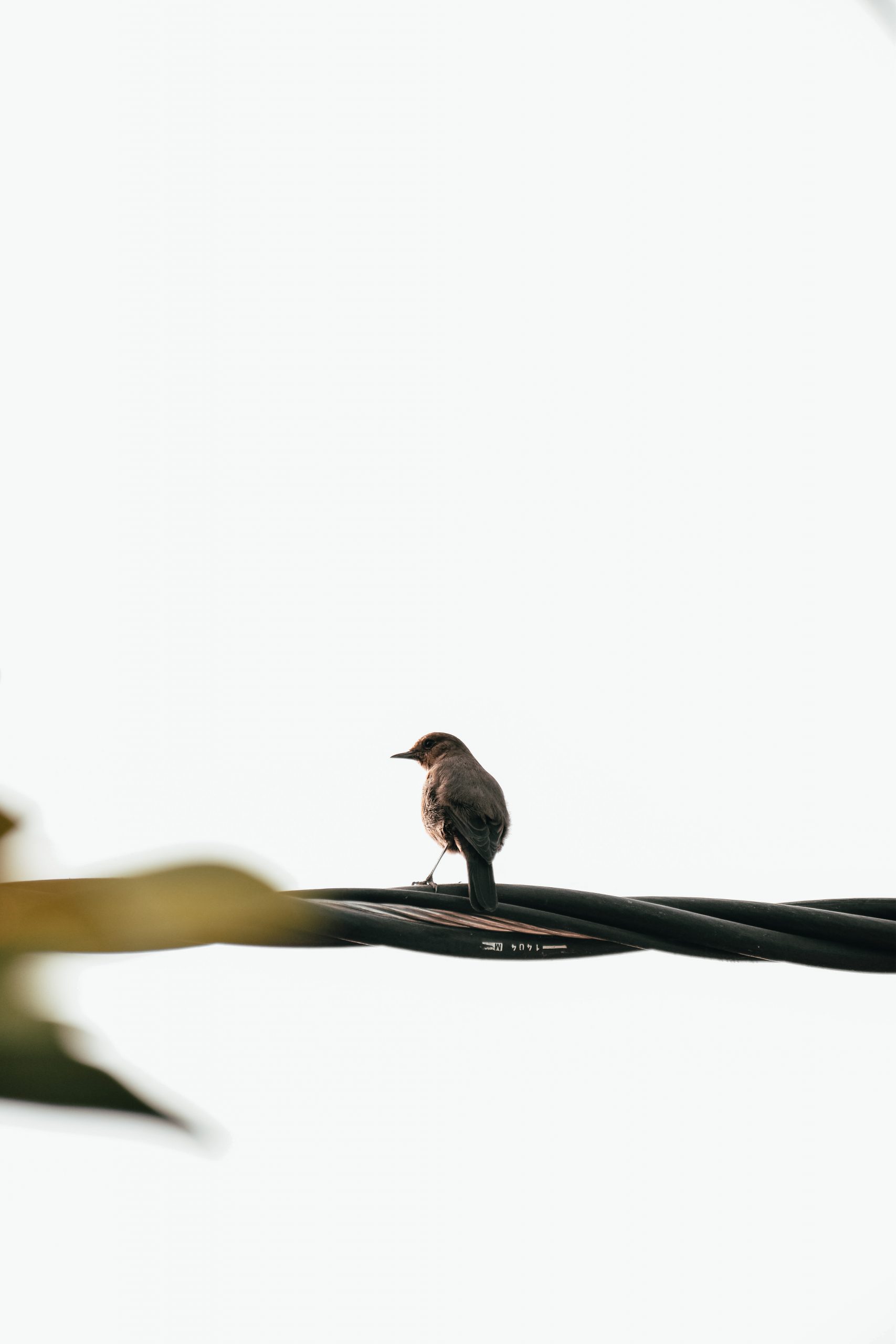 A bird sitting on a wire