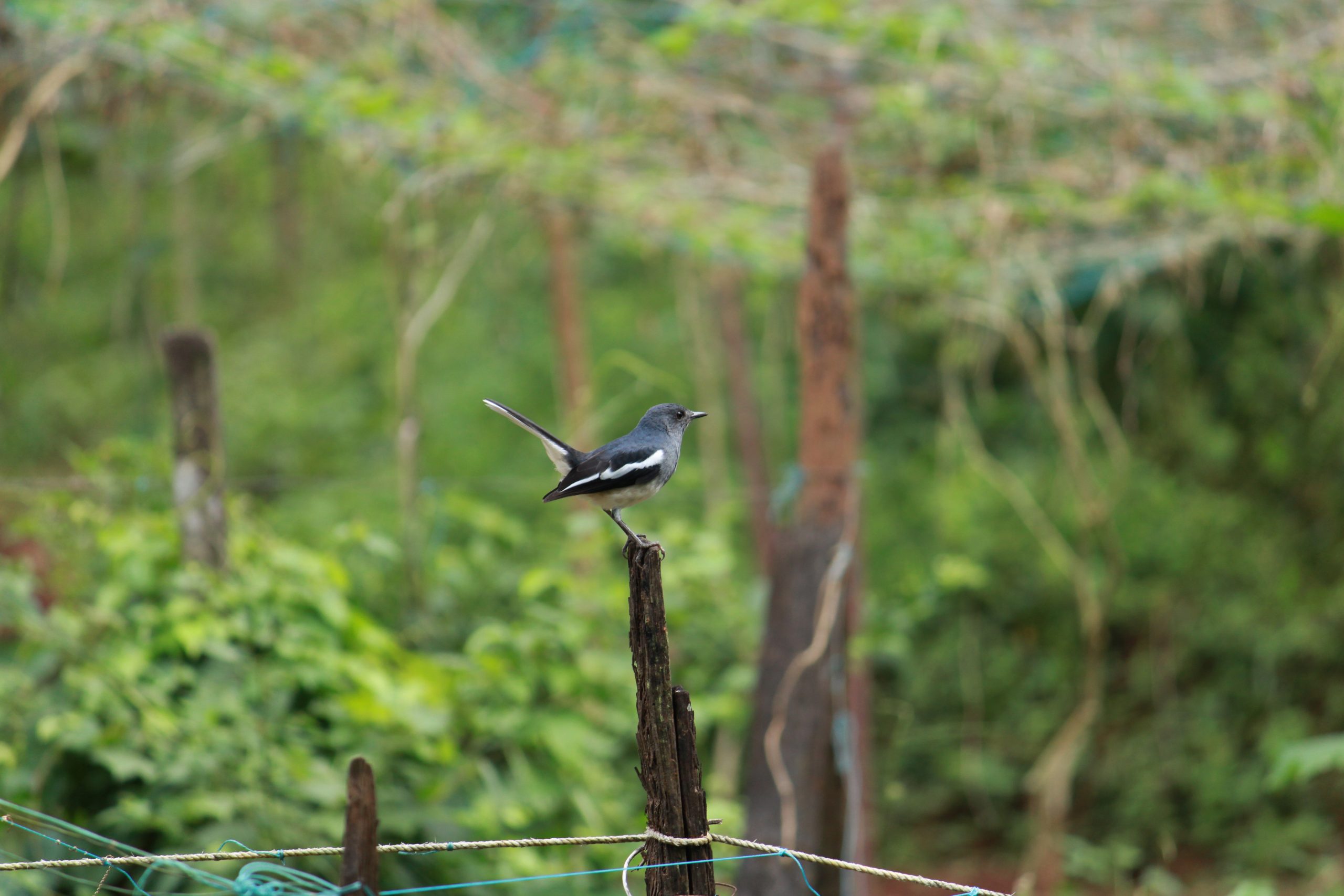 A bird sitting on a wood