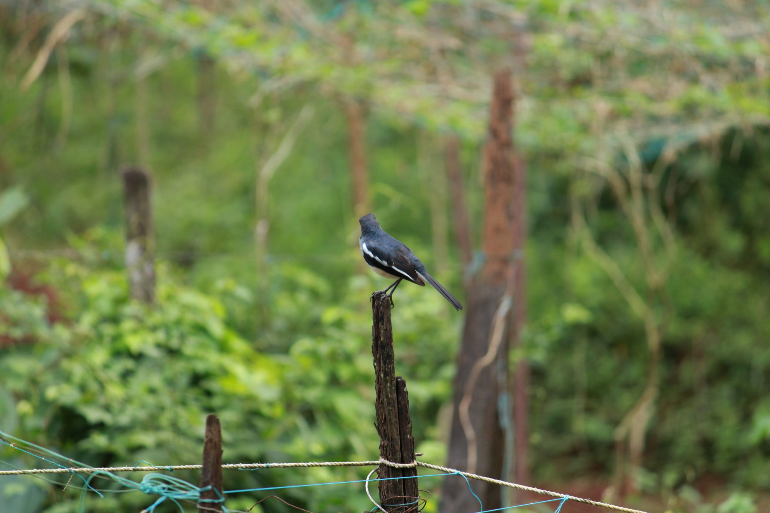 Bird sitting on wood