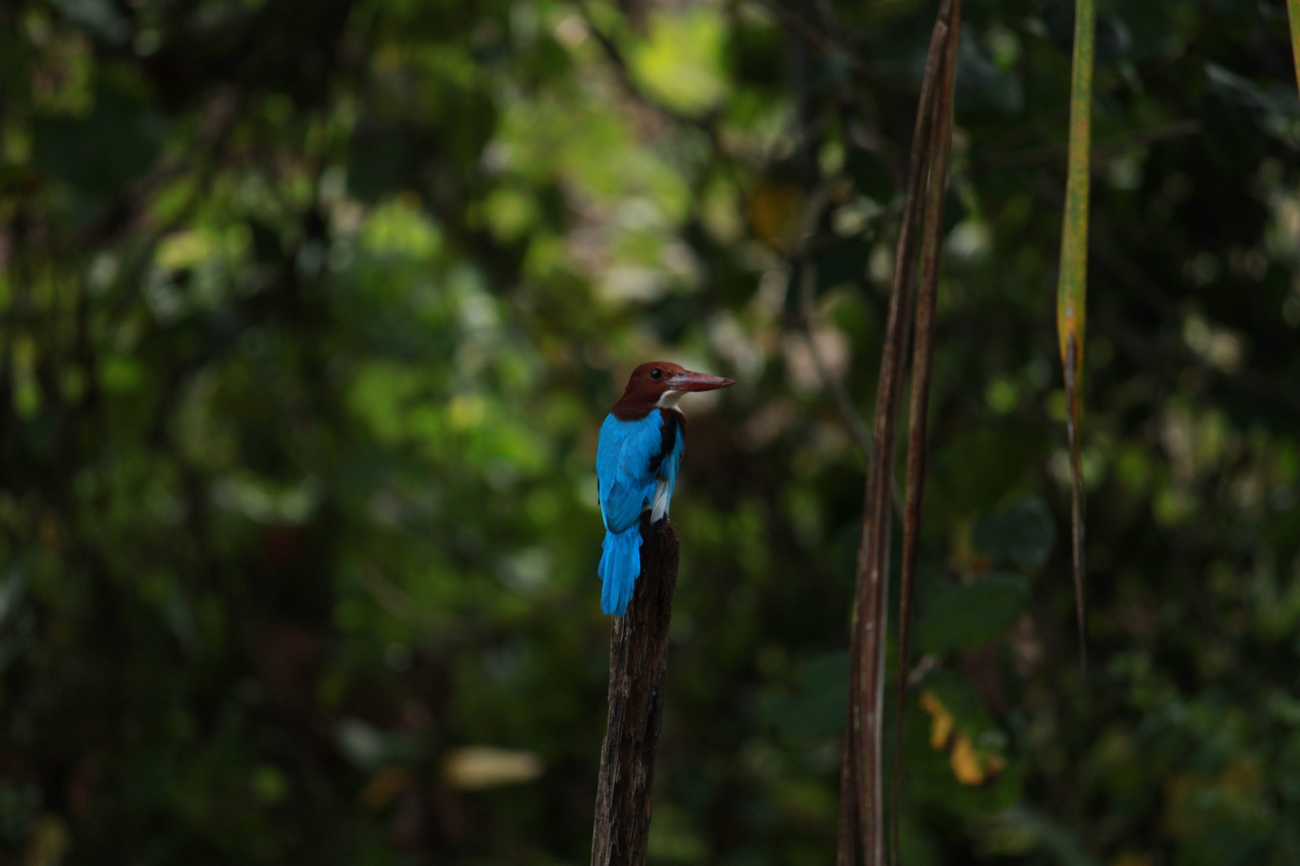 Bird sitting on wood