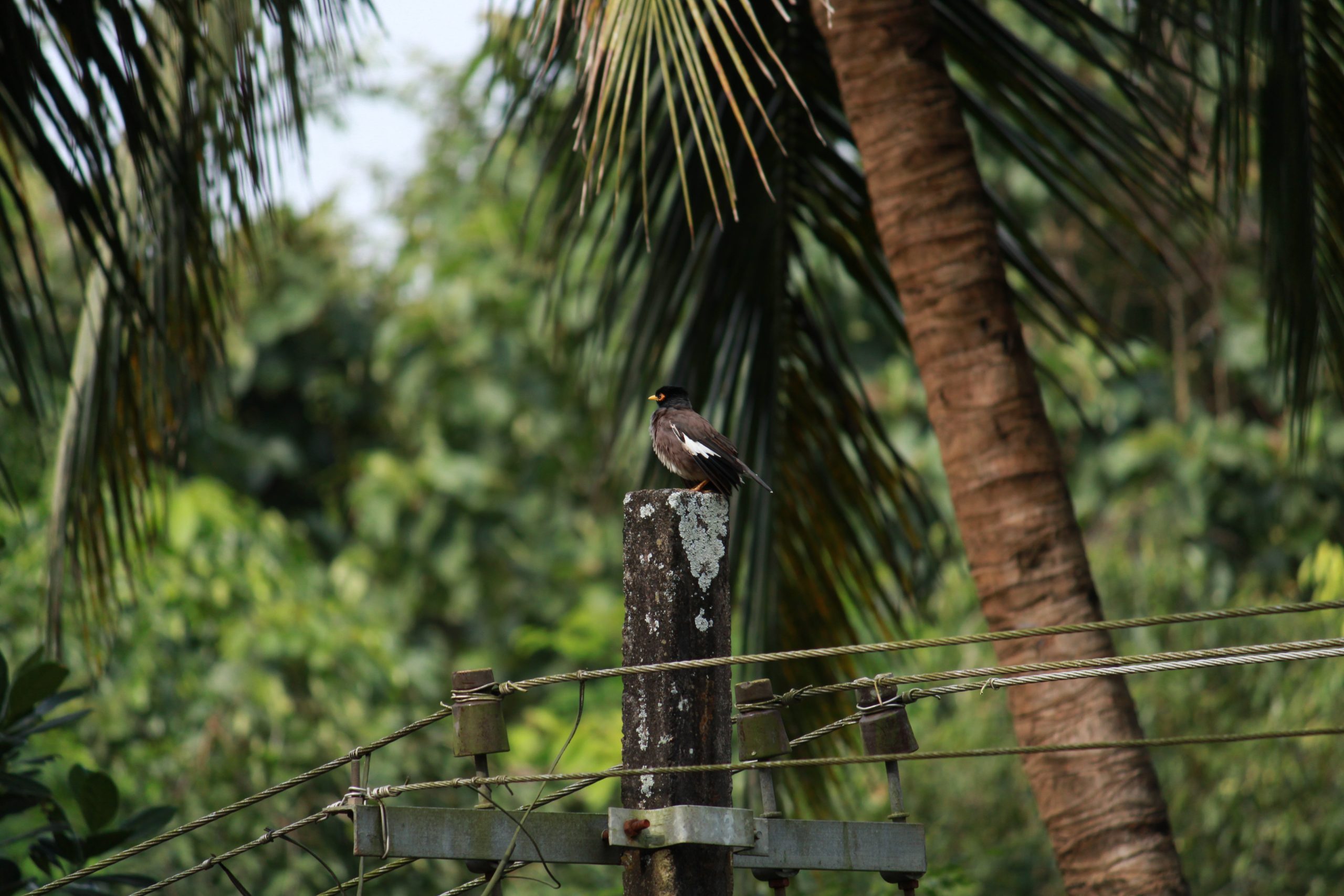 Bird on electric pole