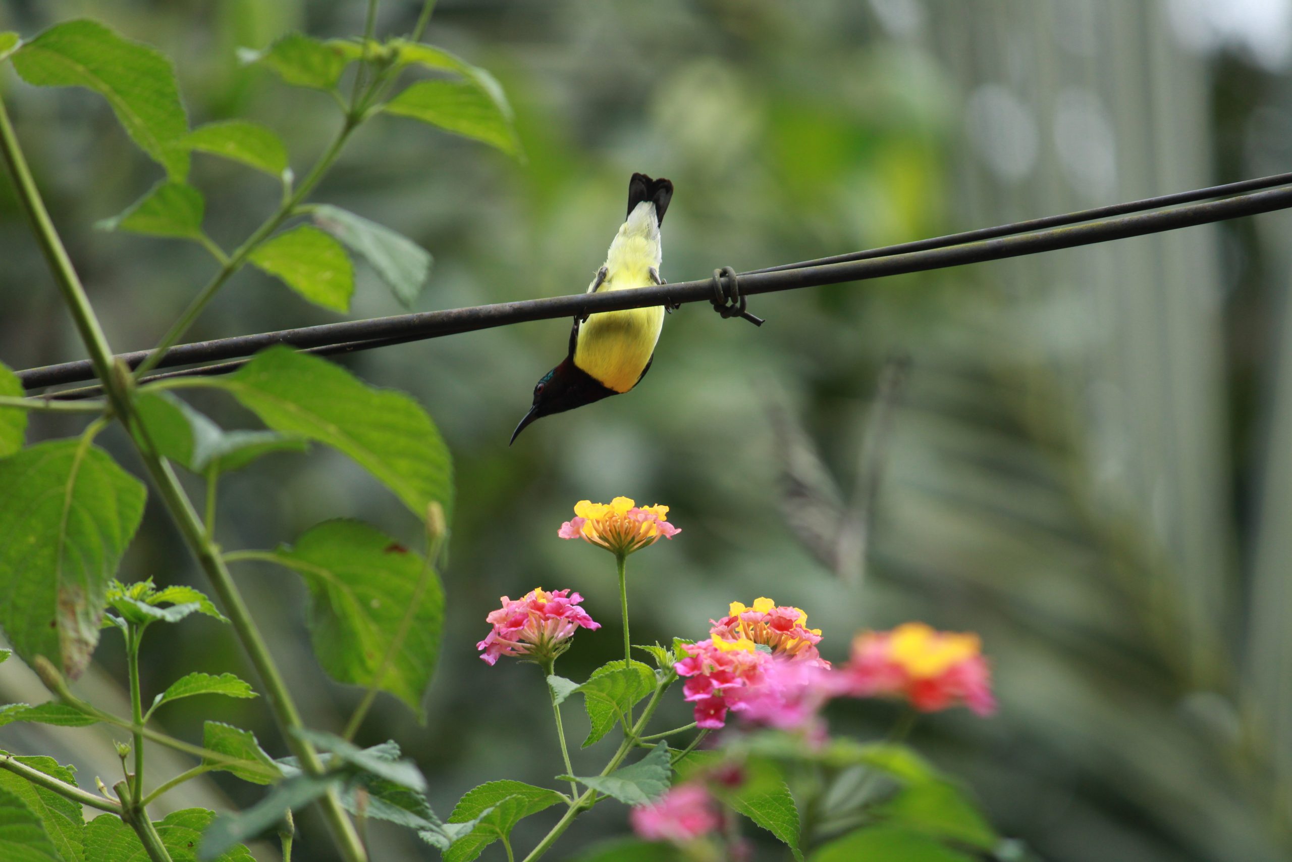 Bird on wire