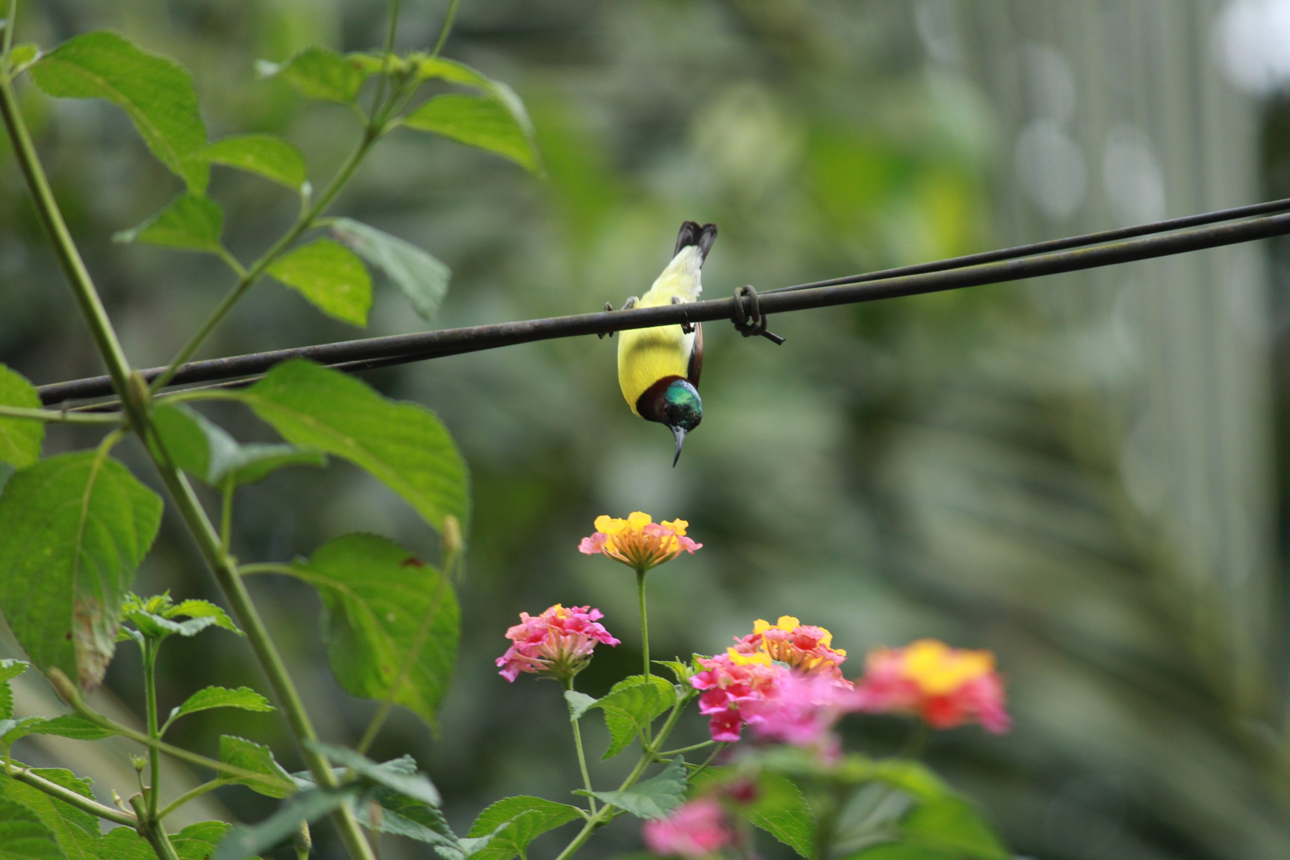 bird bending over flower