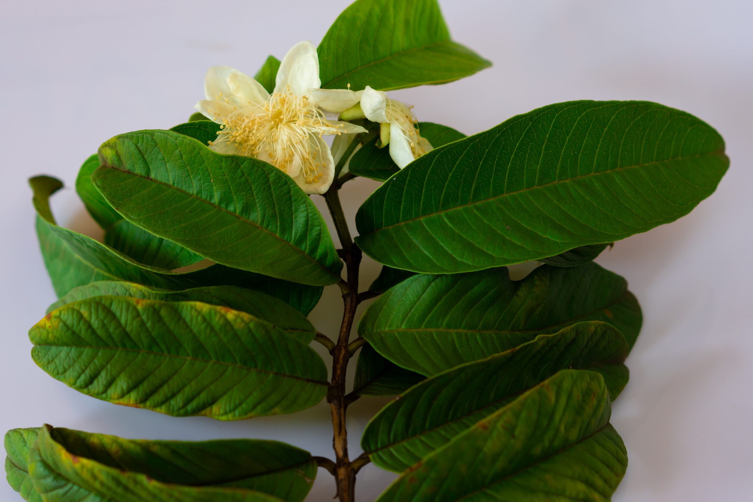 flower and leaves