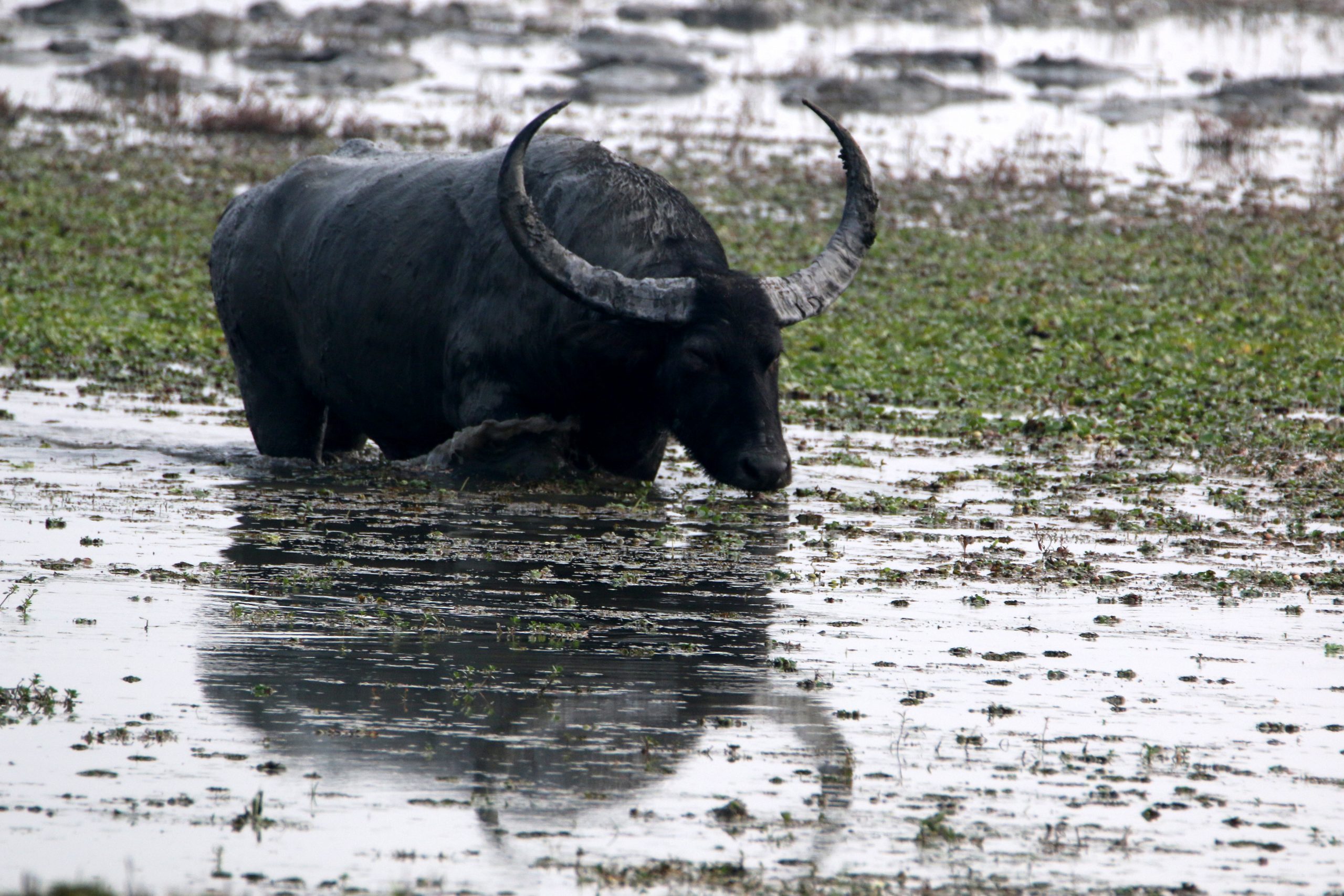 A buffalo in a pond