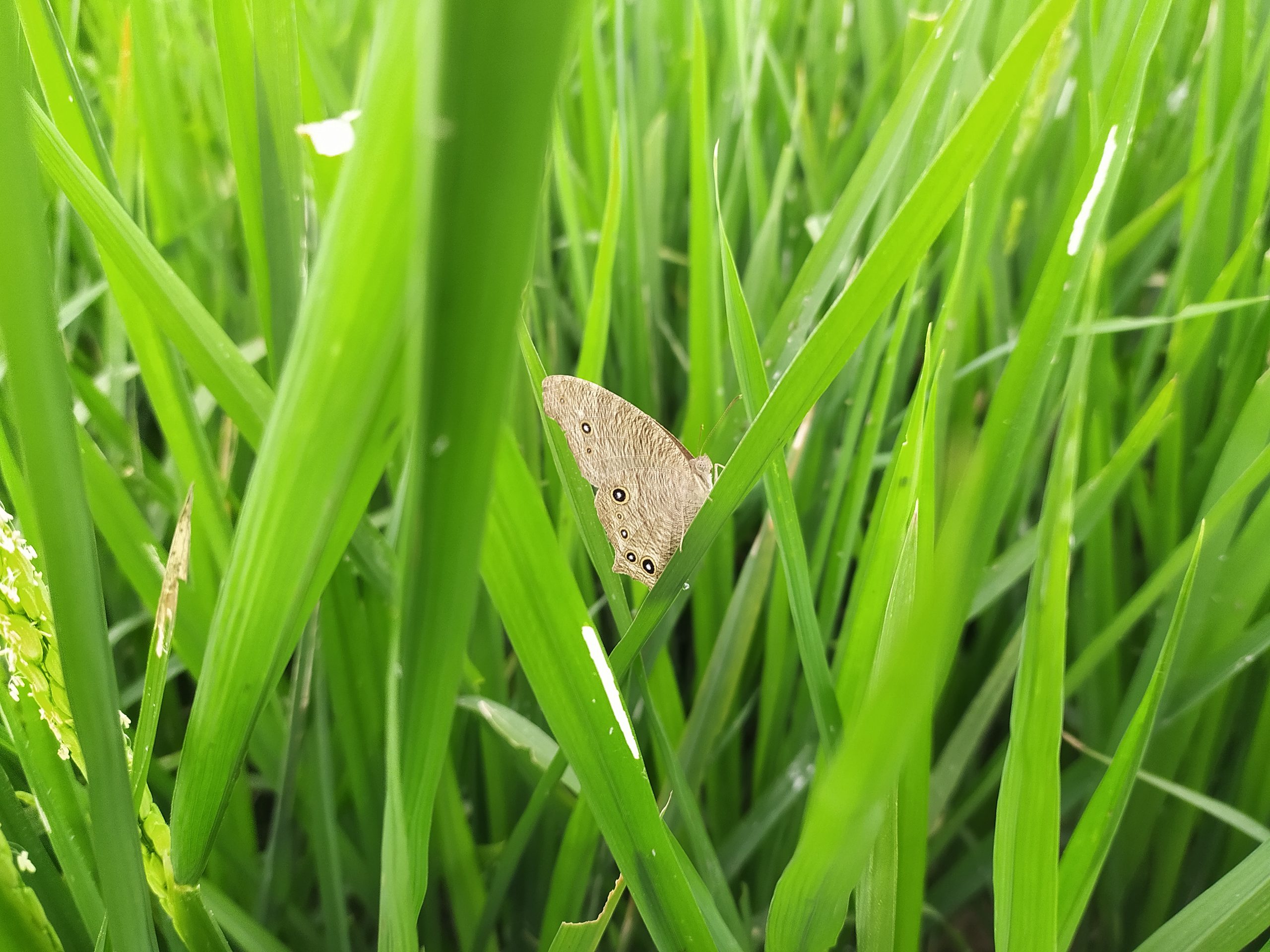 A butterfly in grass