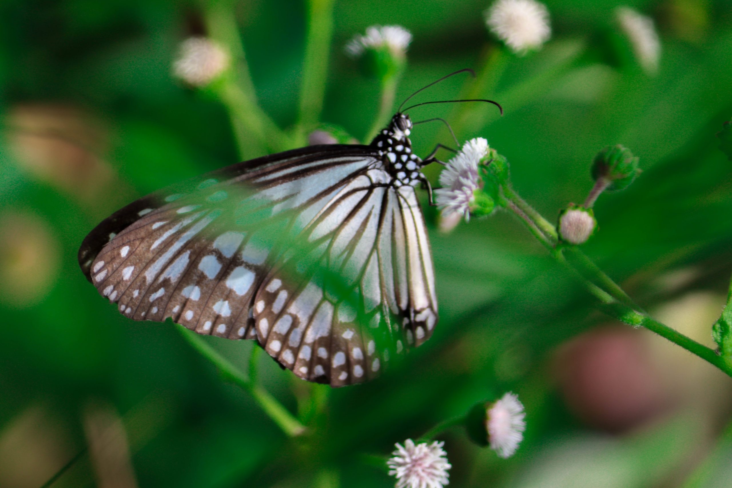 A butterfly on a flower